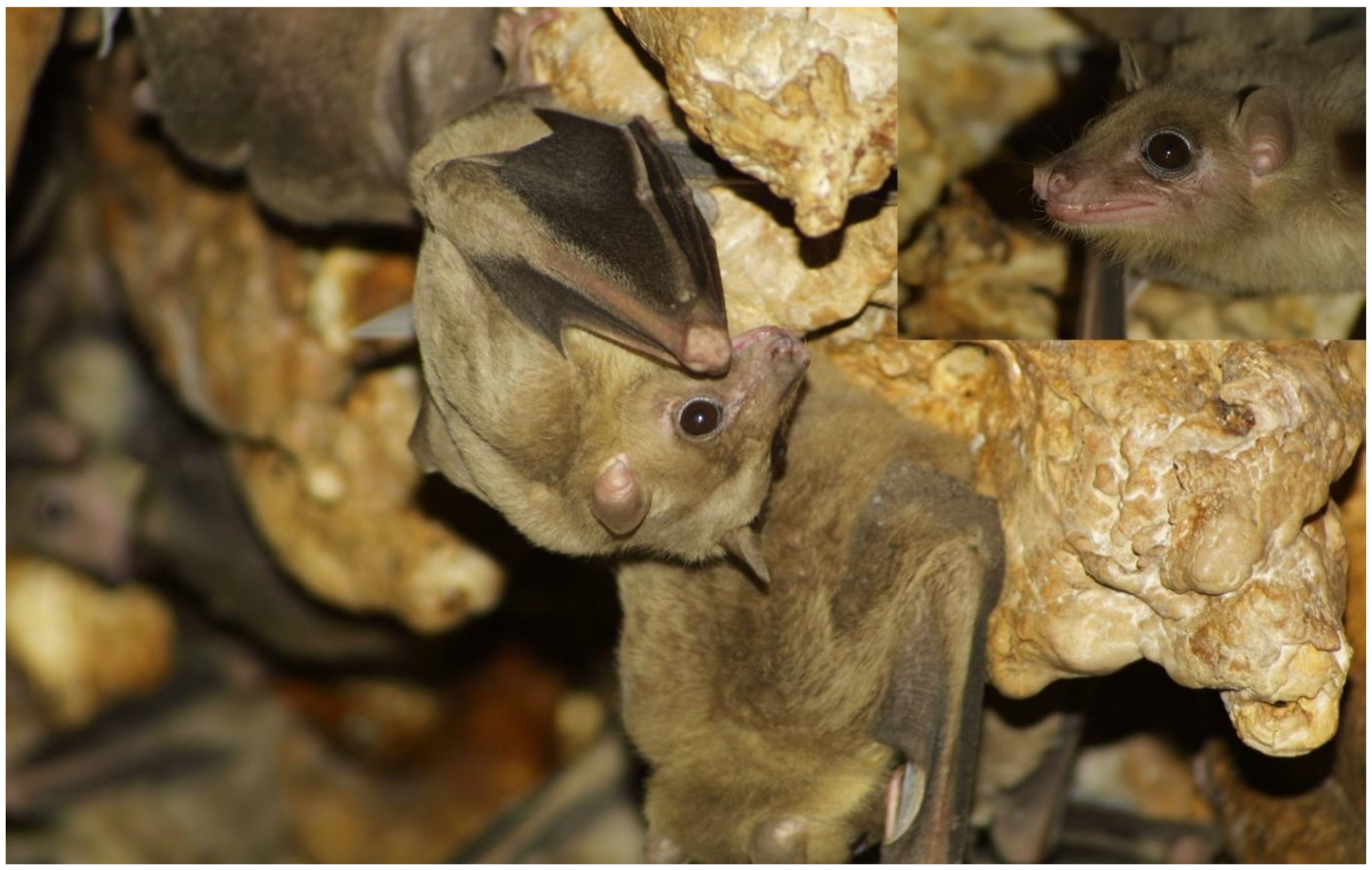 Diversity 15 00700 g007 Diversity 15 00700 g007