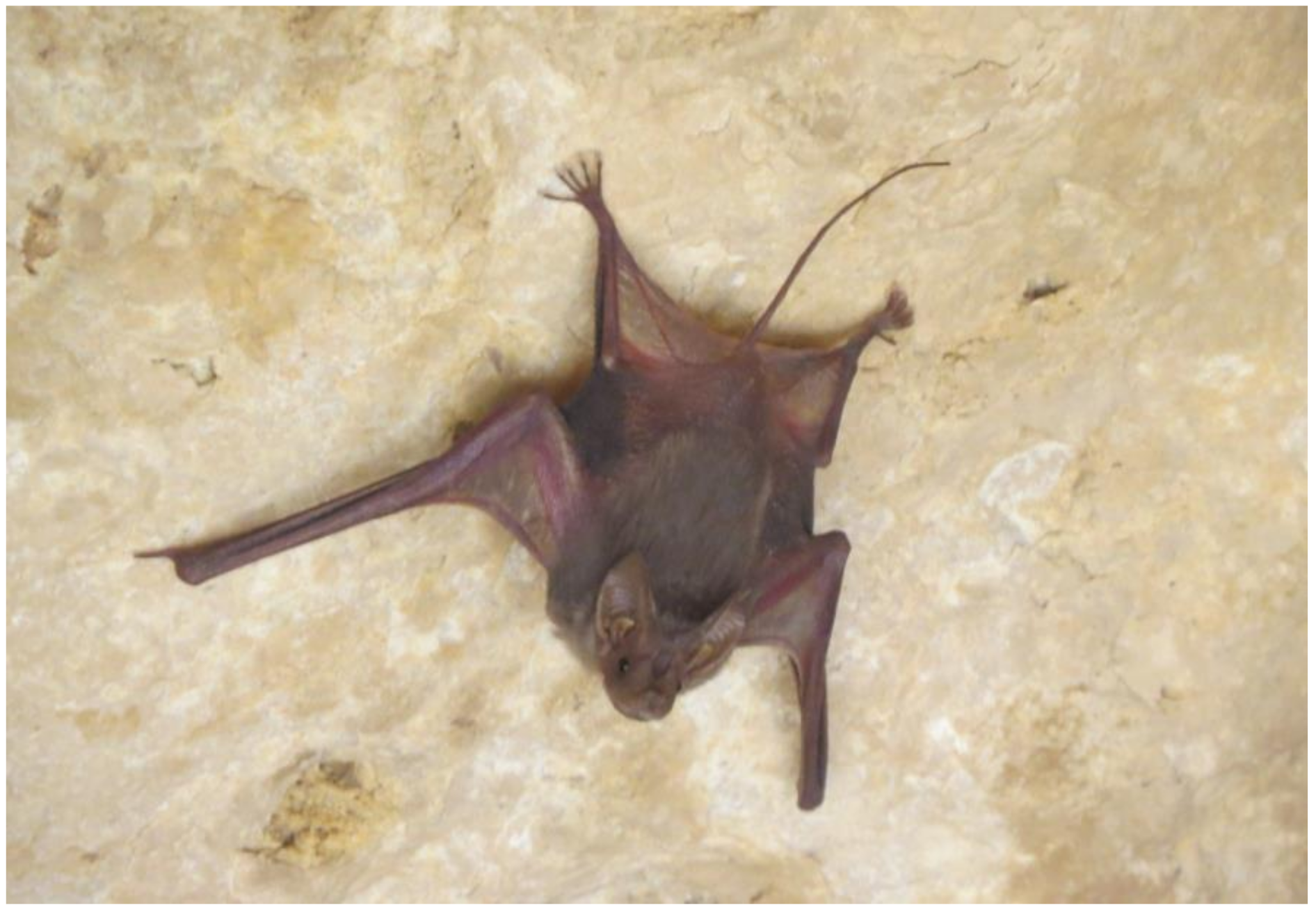 Diversity 15 00700 g009 Diversity 15 00700 g009