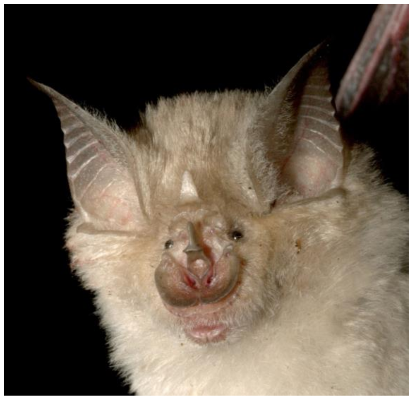 Diversity 15 00700 g010 Diversity 15 00700 g010