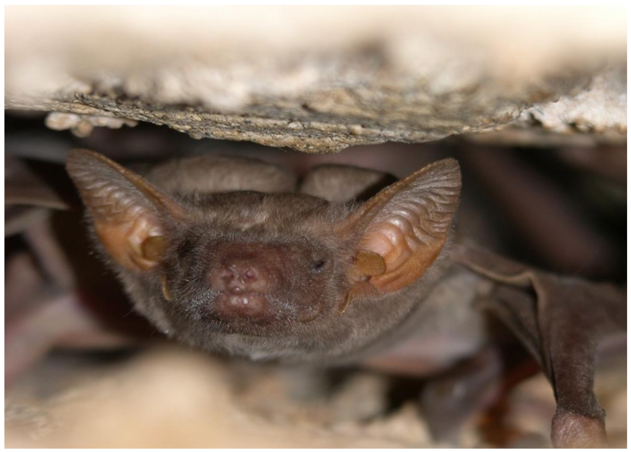 Diversity 15 00700 g012 Diversity 15 00700 g012