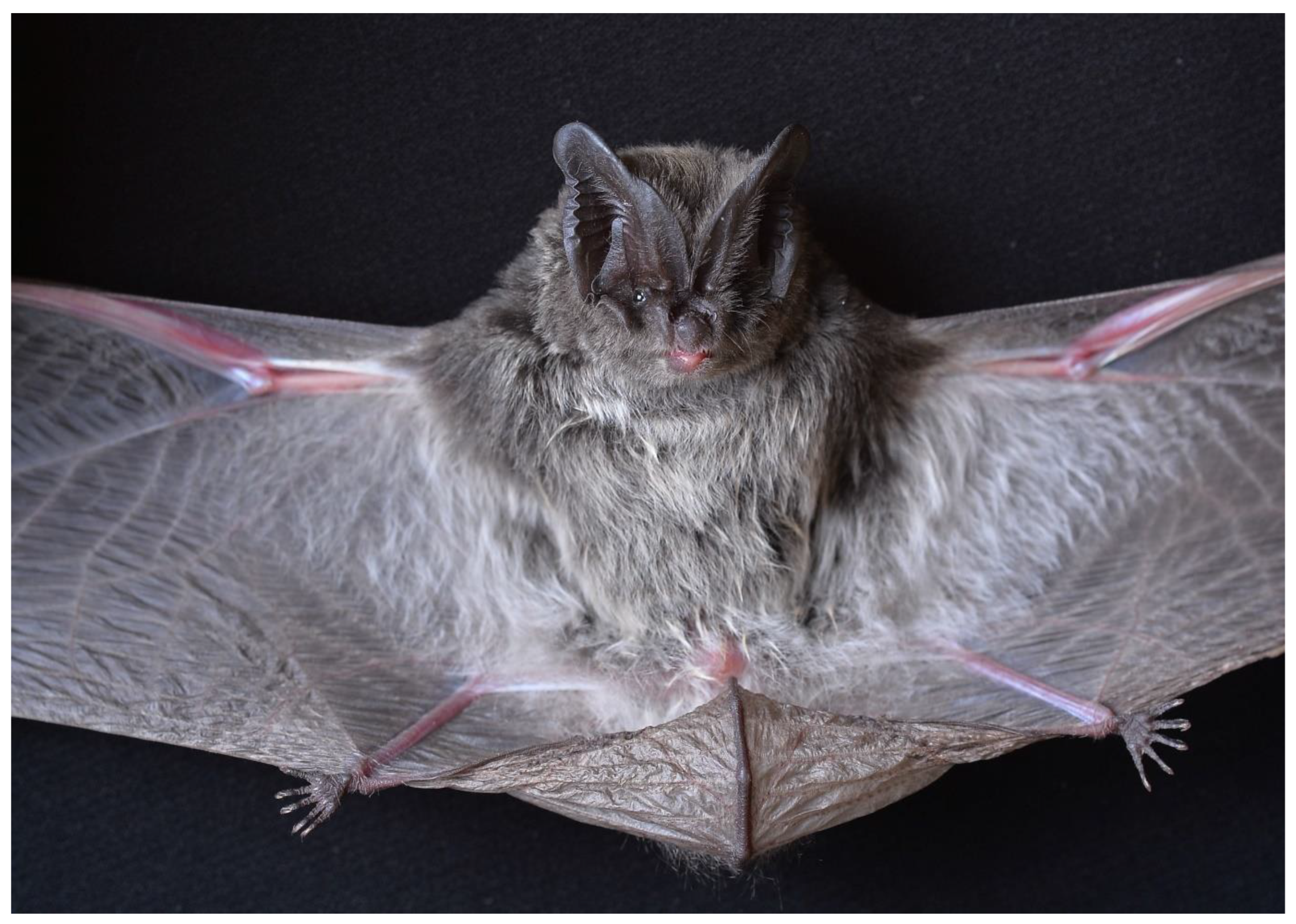 Diversity 15 00700 g021 Diversity 15 00700 g021