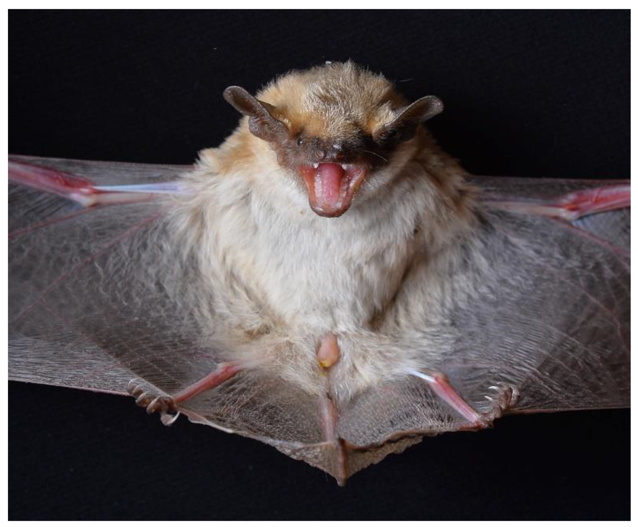 Diversity 15 00700 g022 Diversity 15 00700 g022