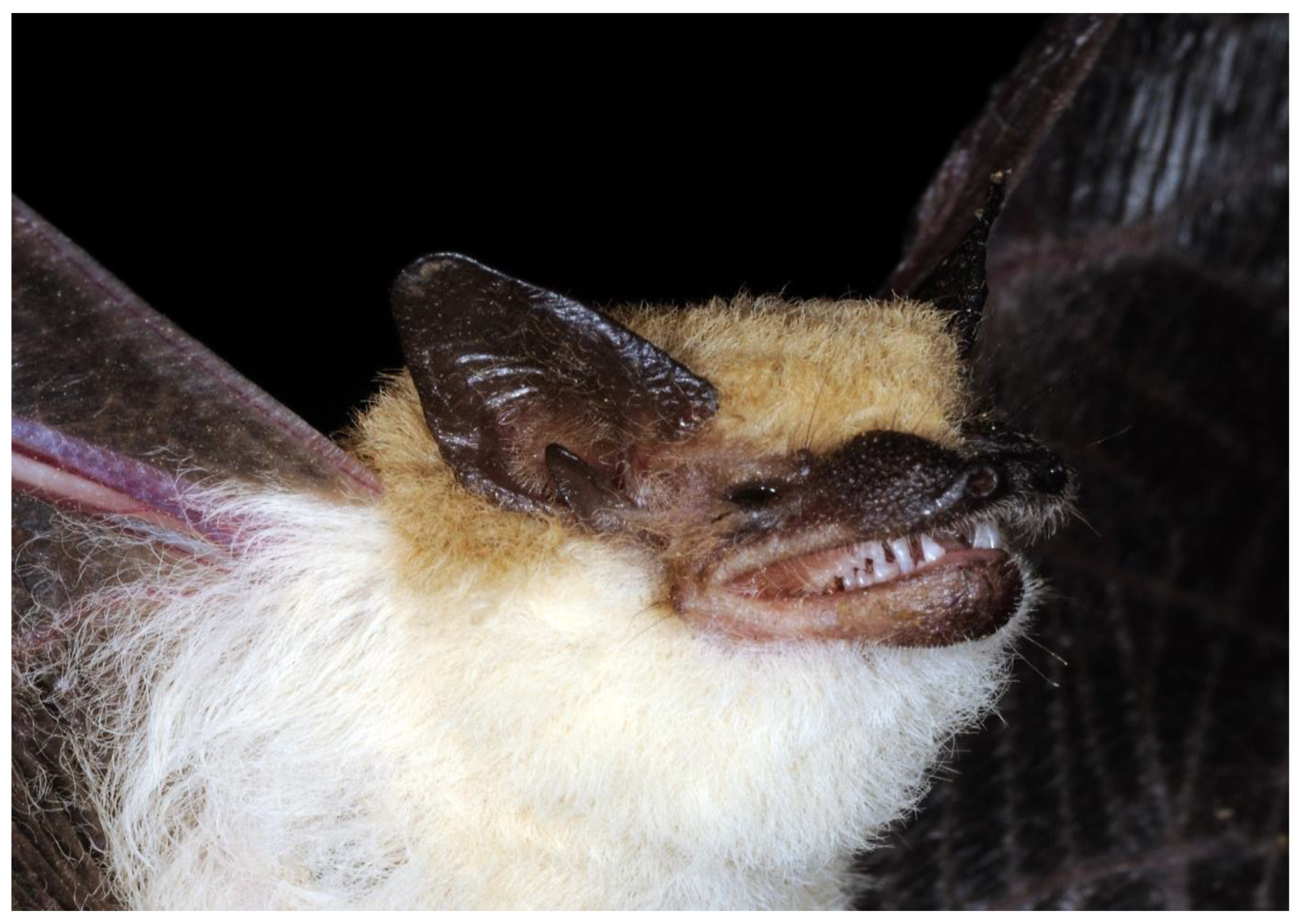 Diversity 15 00700 g023 Diversity 15 00700 g023