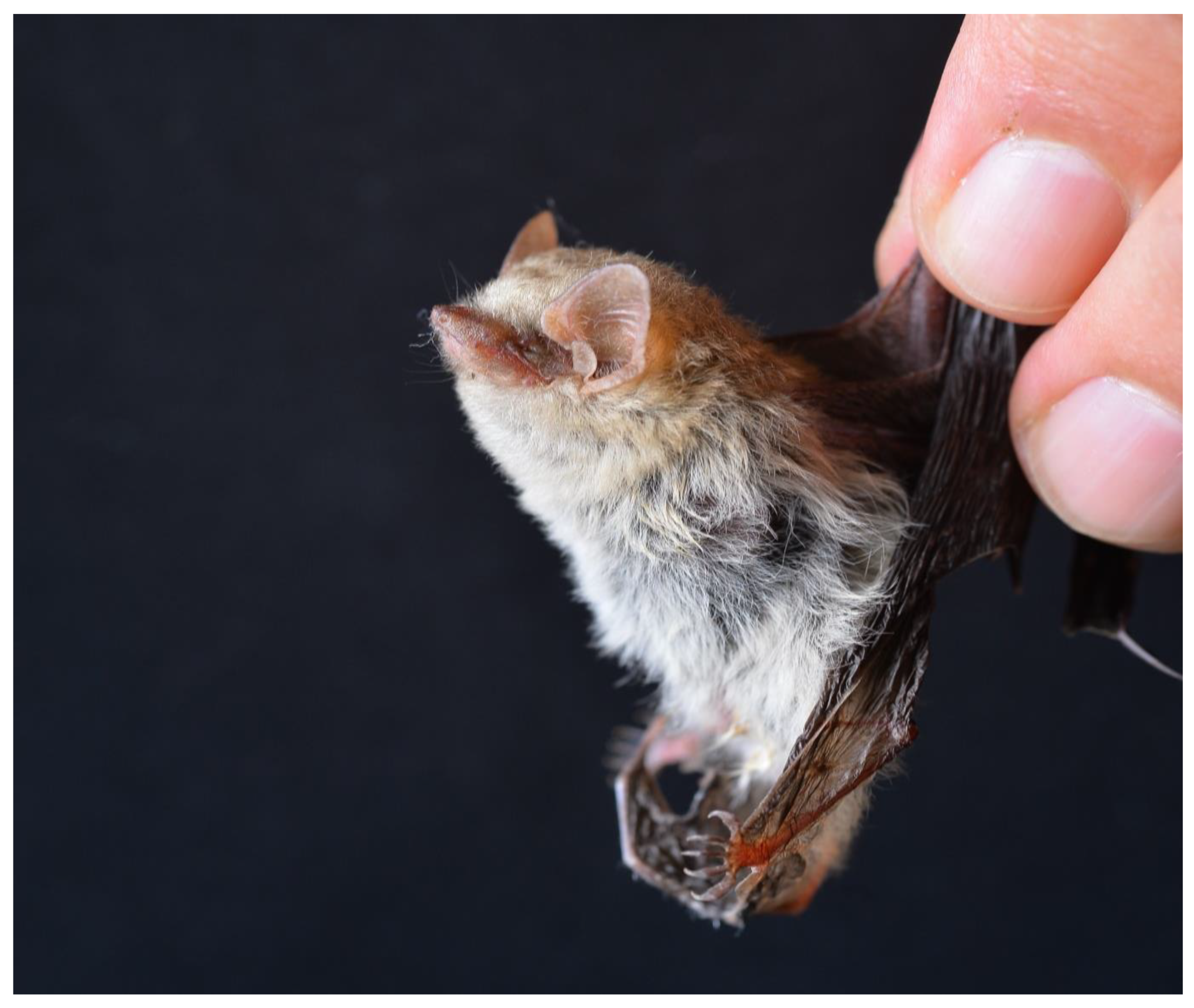 Diversity 15 00700 g024 Diversity 15 00700 g024