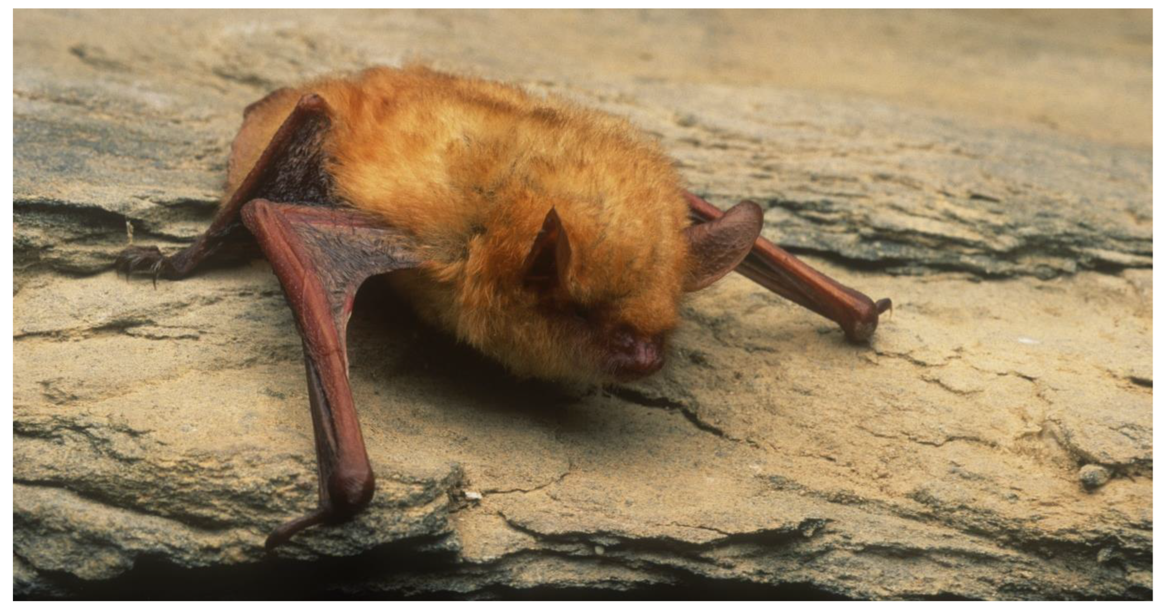 Diversity 15 00700 g025 Diversity 15 00700 g025