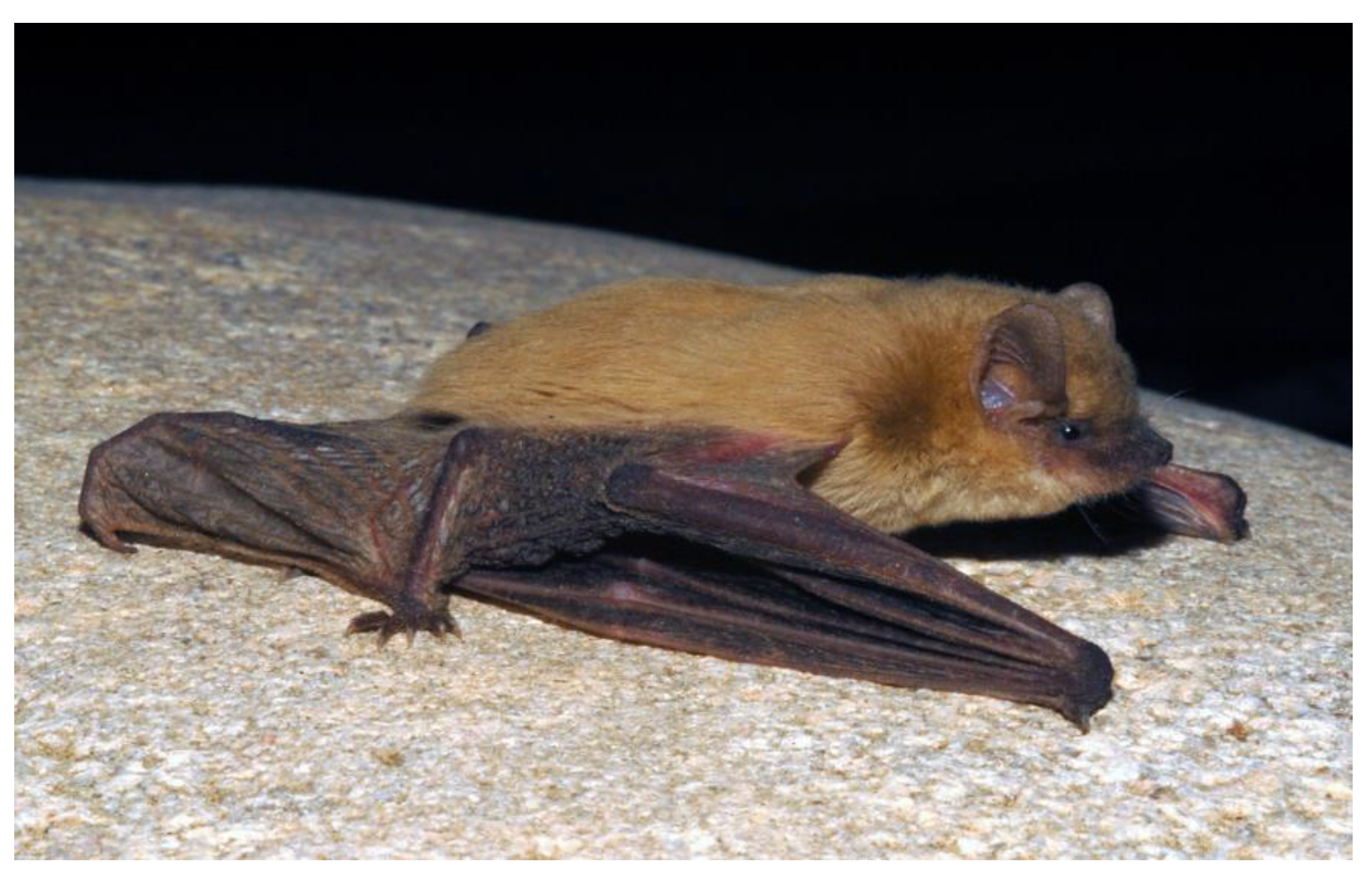 Diversity 15 00700 g026 Diversity 15 00700 g026