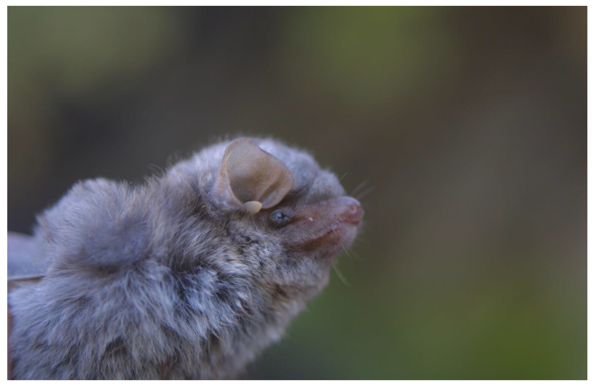 Diversity 15 00700 g031 Diversity 15 00700 g031