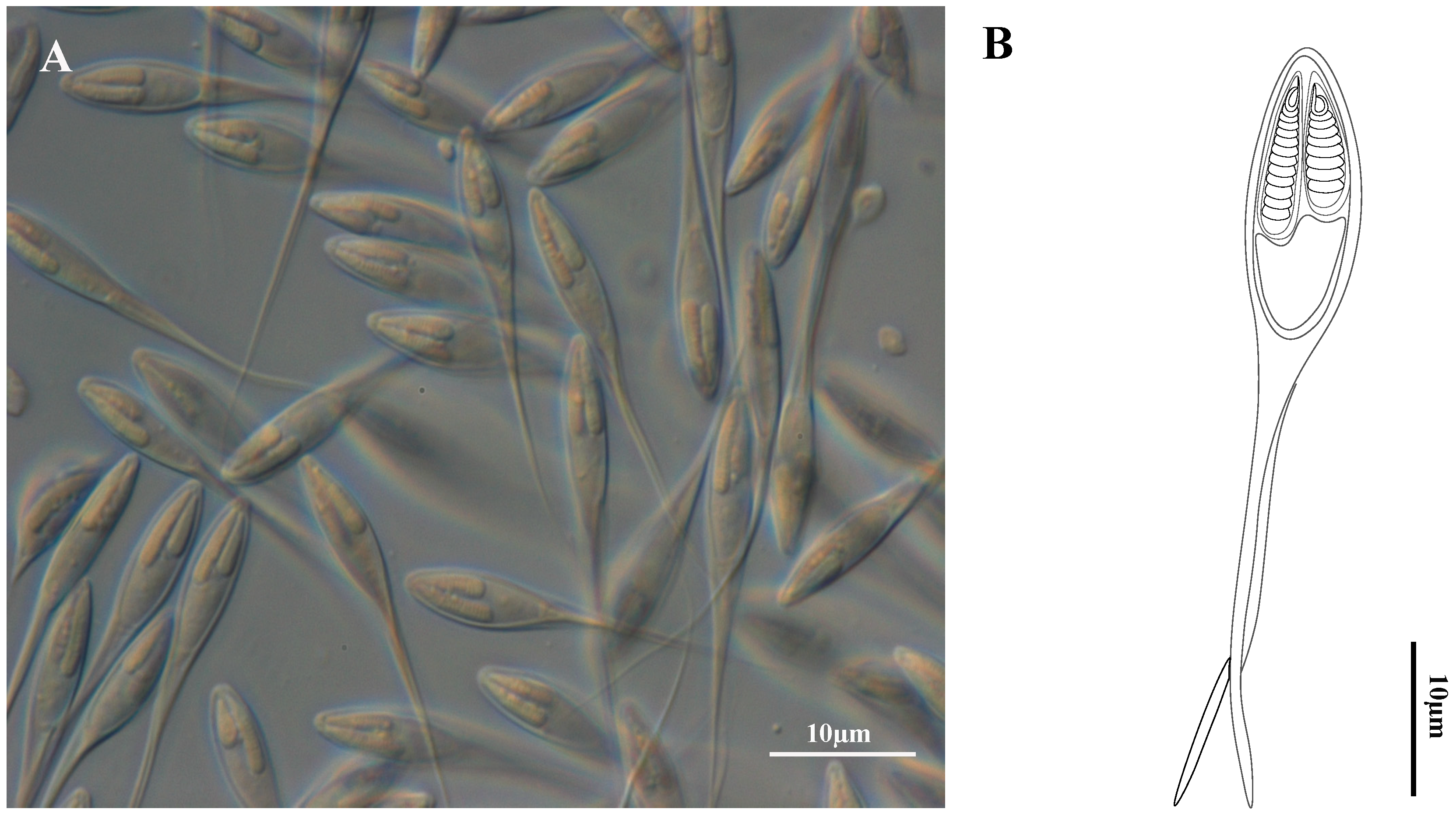 Diversity 15 00702 g001