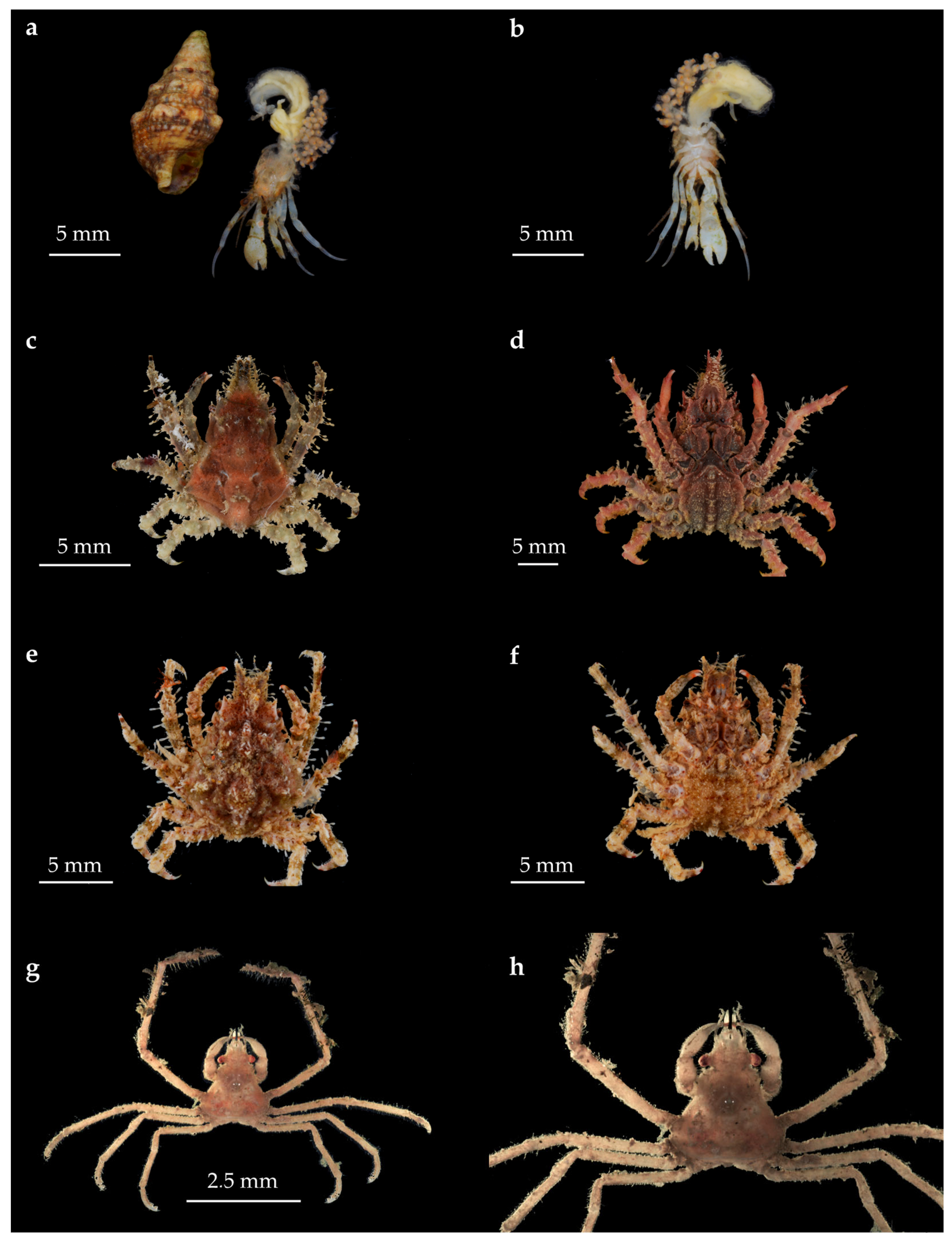 Diversity 15 00716 g002 Diversity 15 00716 g002