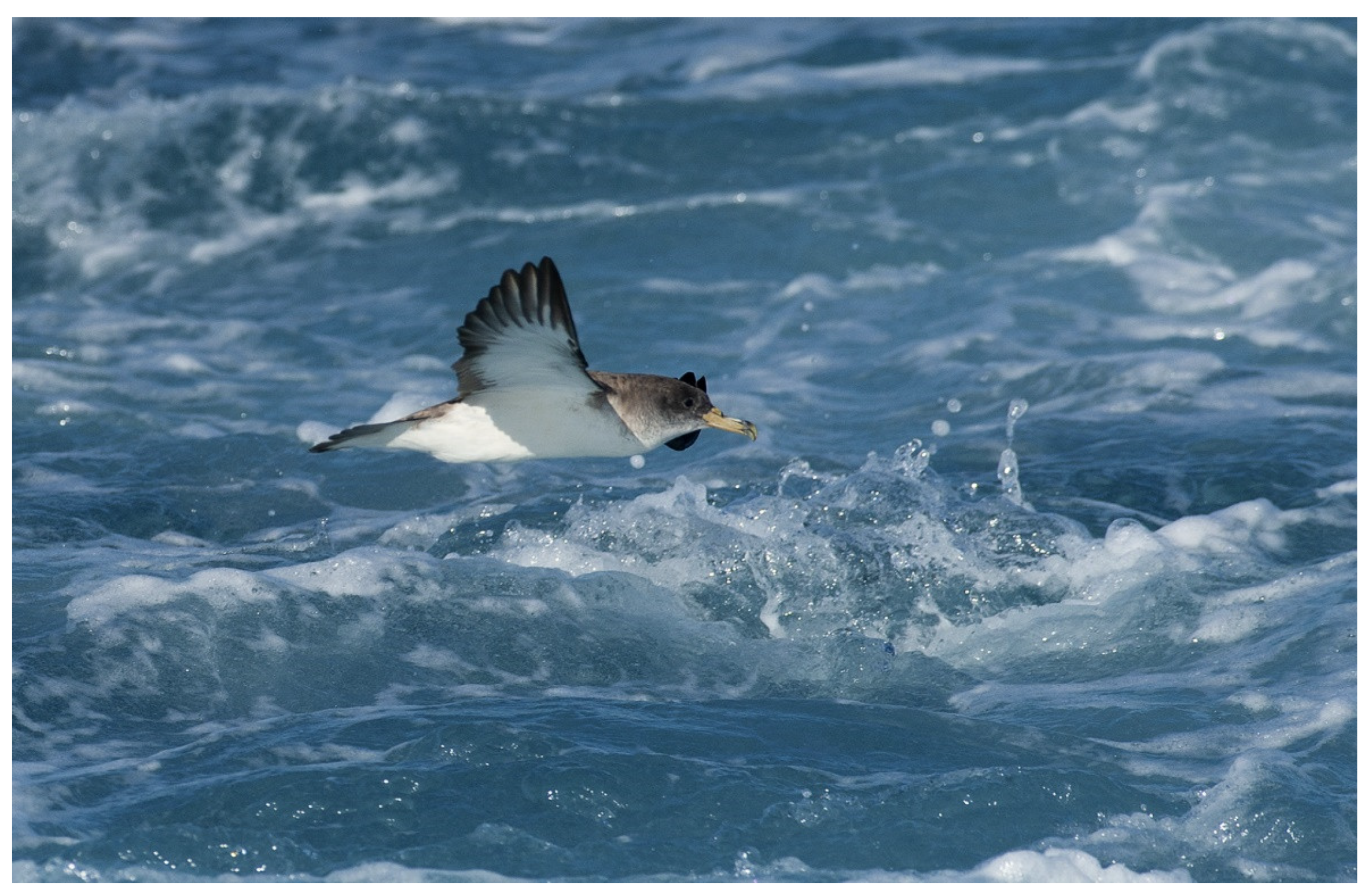 Diversity 15 00718 g001 Diversity 15 00718 g001