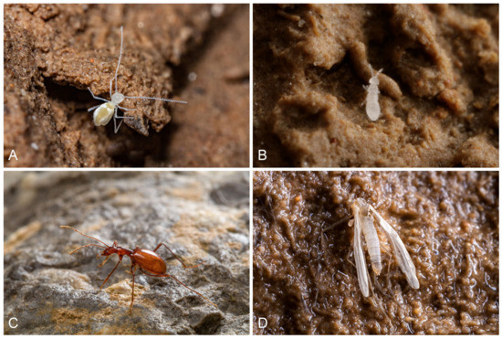 Subterranean Fauna of the Lukina Jama–Trojama Cave System in Croatia ...