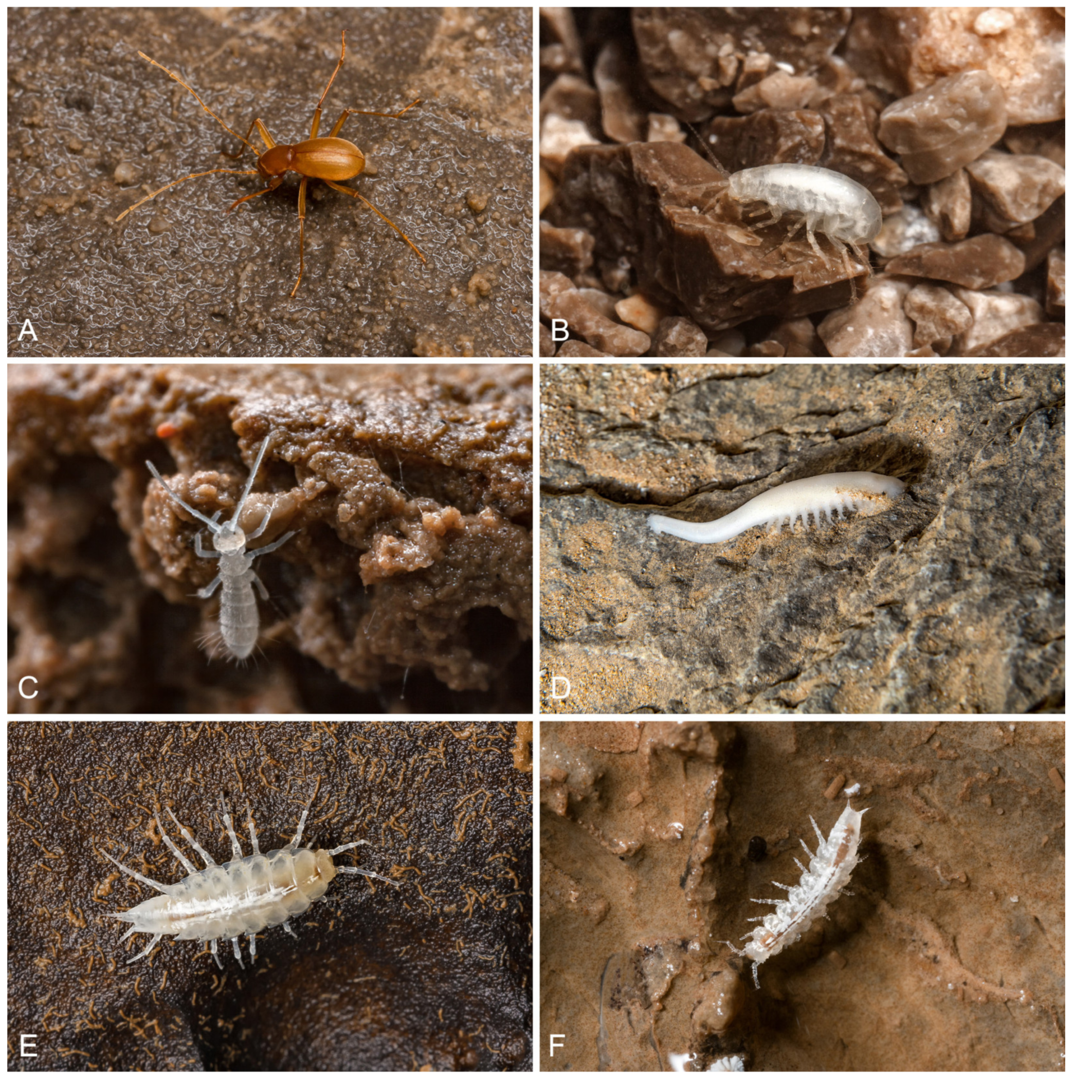 Diversity 15 00726 g007 Diversity 15 00726 g007