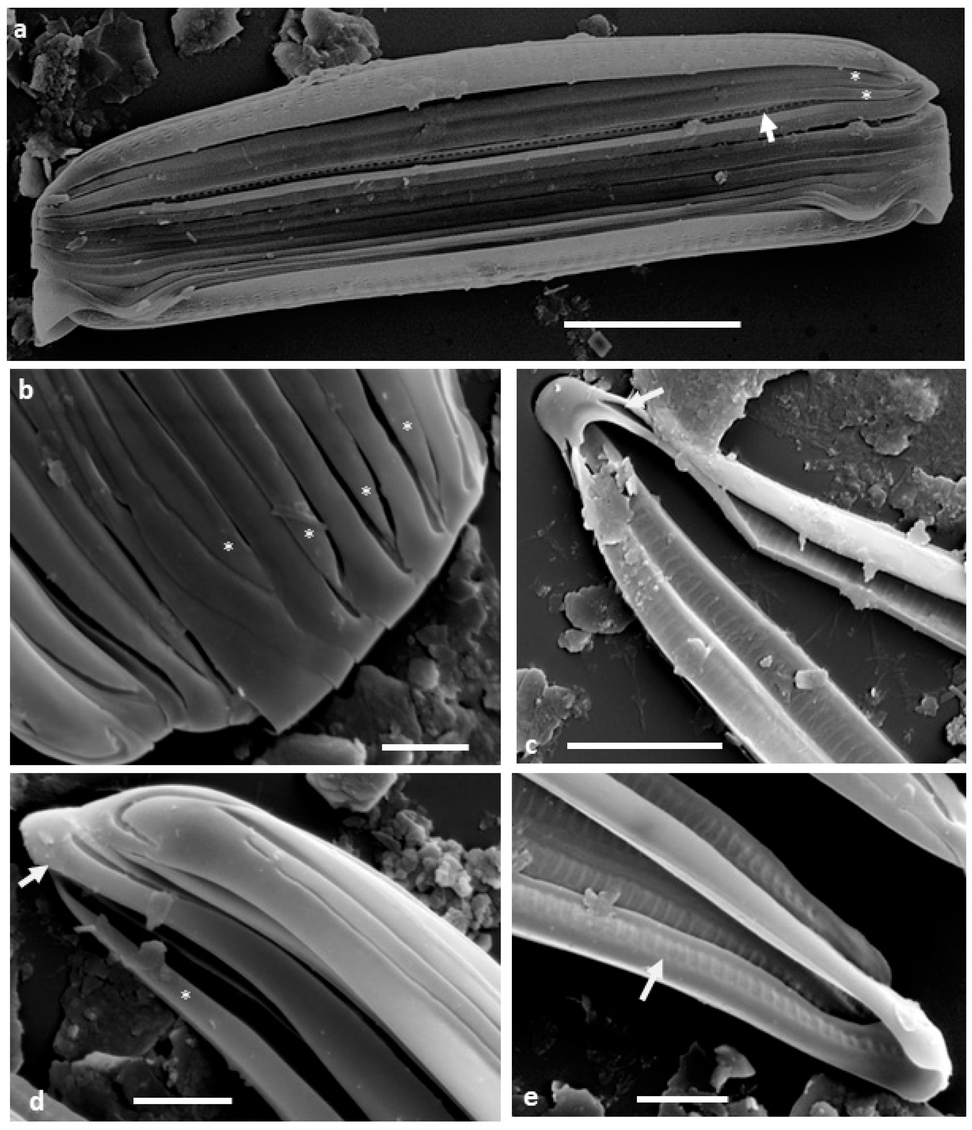 Diversity 15 00734 g001