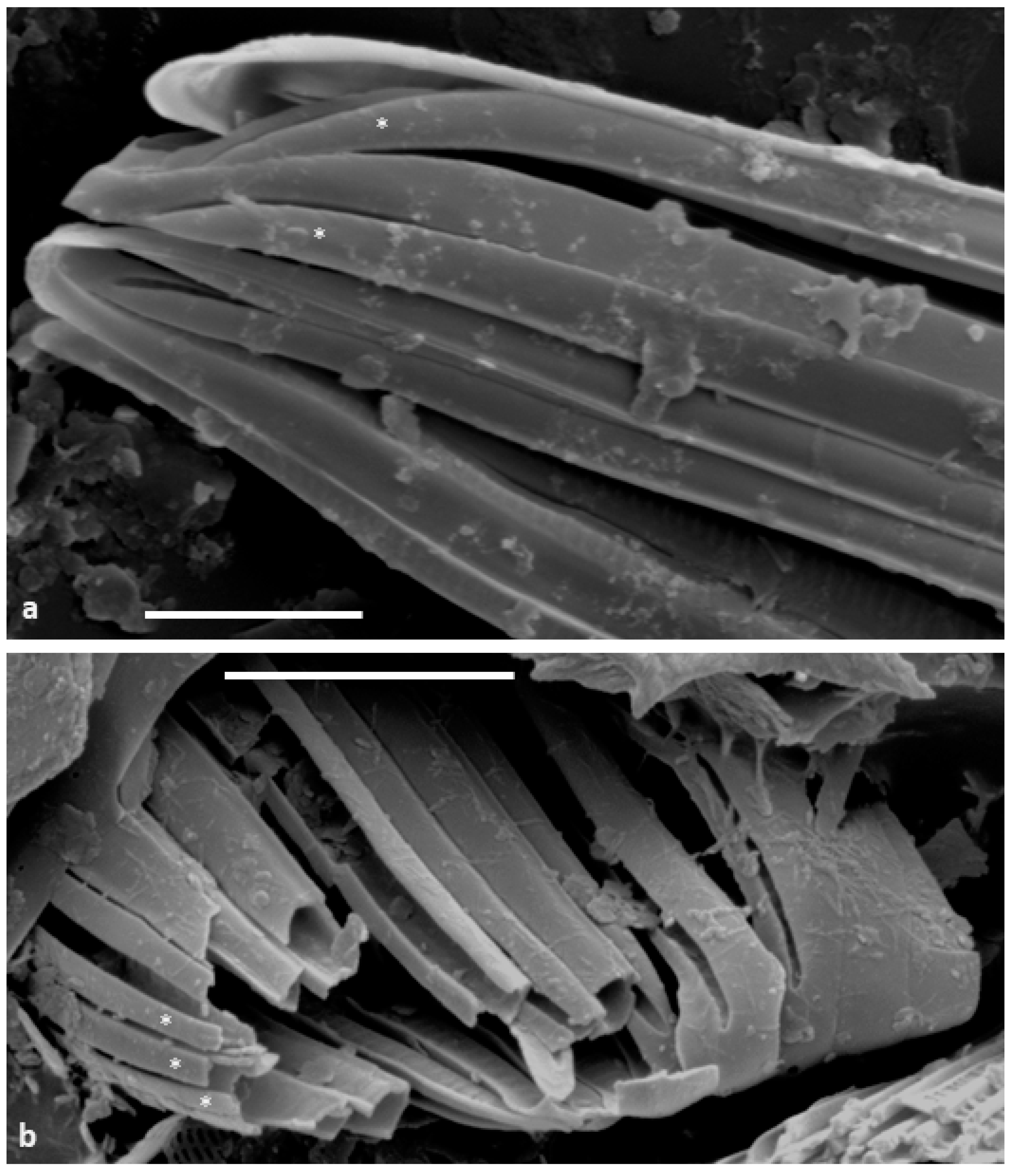 Diversity 15 00734 g002