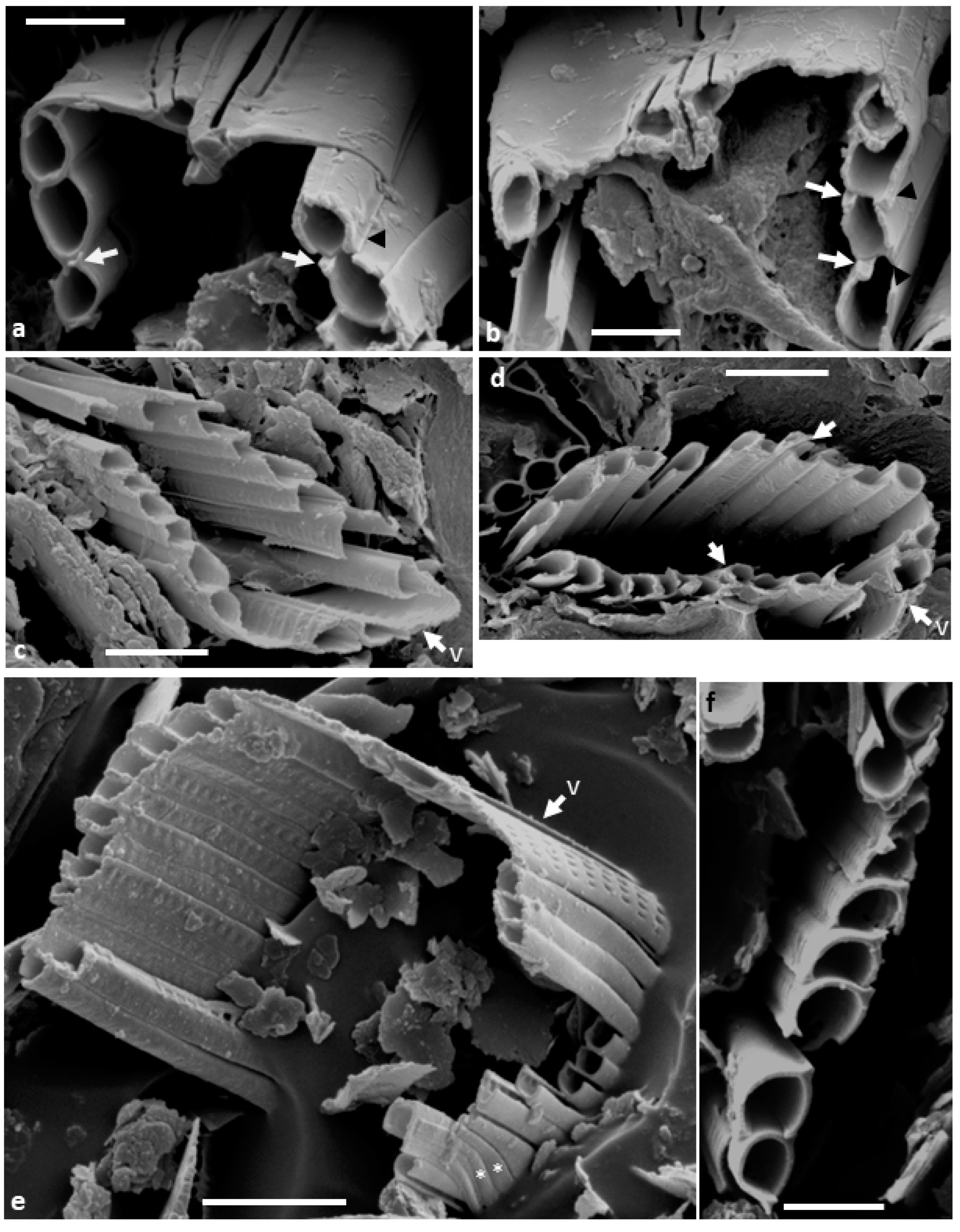 Diversity 15 00734 g003a