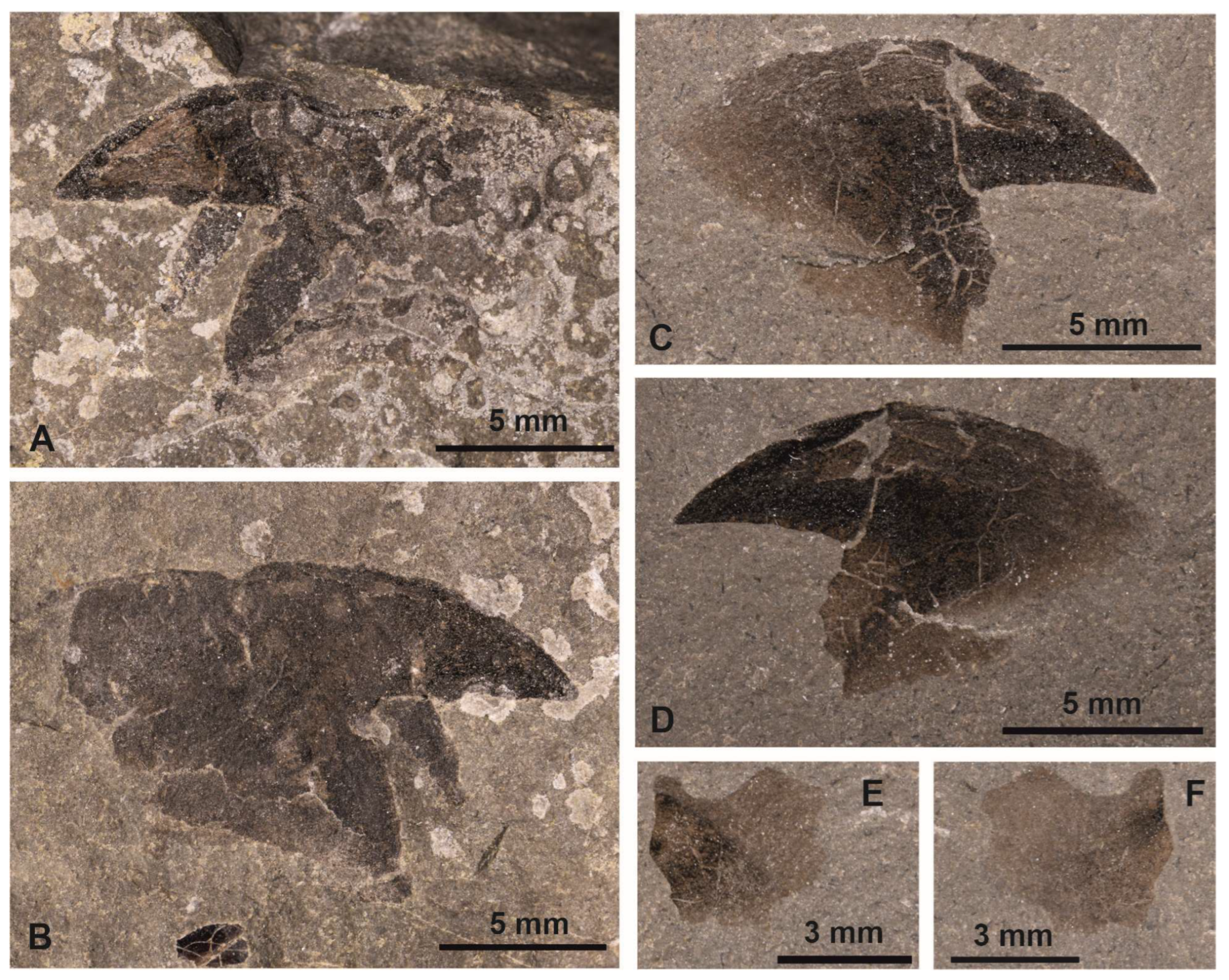 Diversity 15 00742 g004 Diversity 15 00742 g004