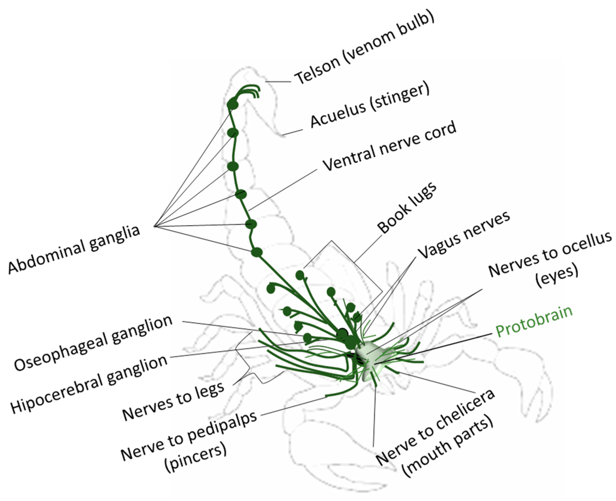Diversity 15 00743 g003 Diversity 15 00743 g003