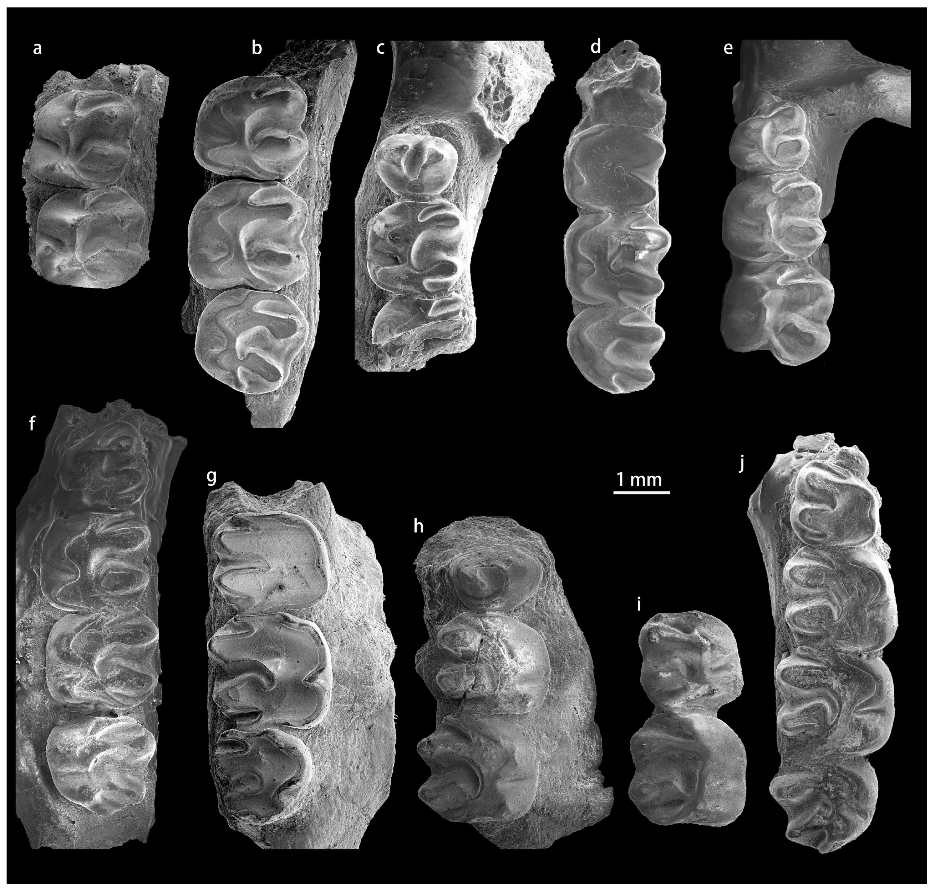 Diversity 15 00744 g0a2 Diversity 15 00744 g0a2