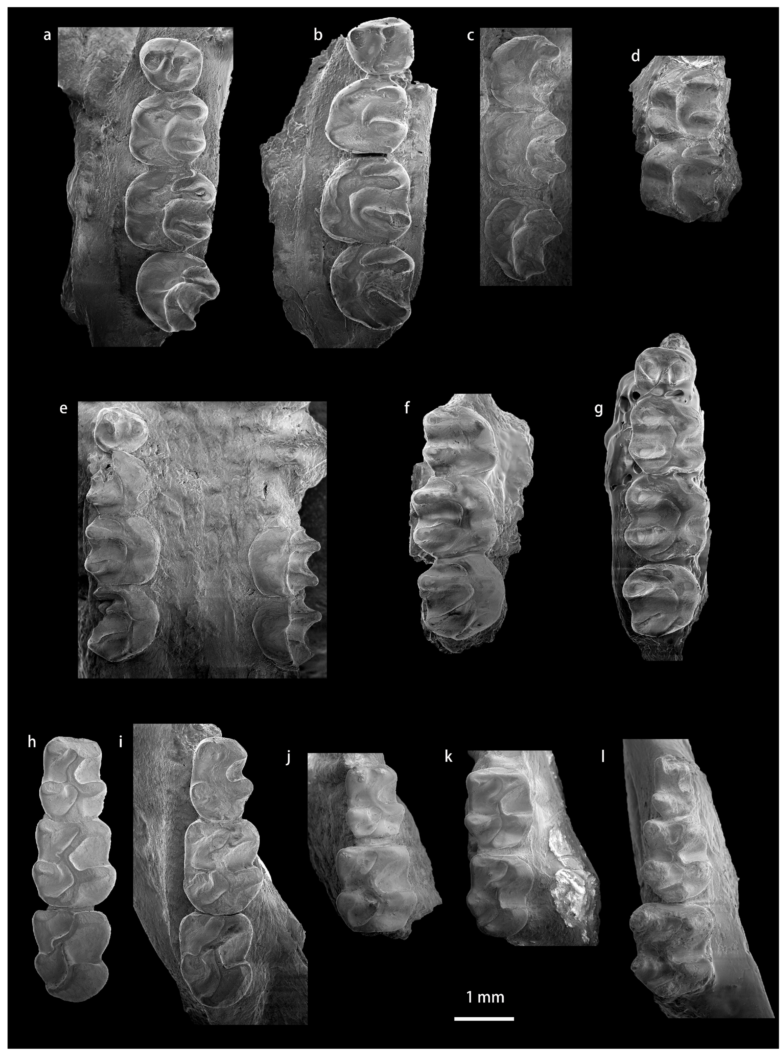 Diversity 15 00744 g0a7 Diversity 15 00744 g0a7