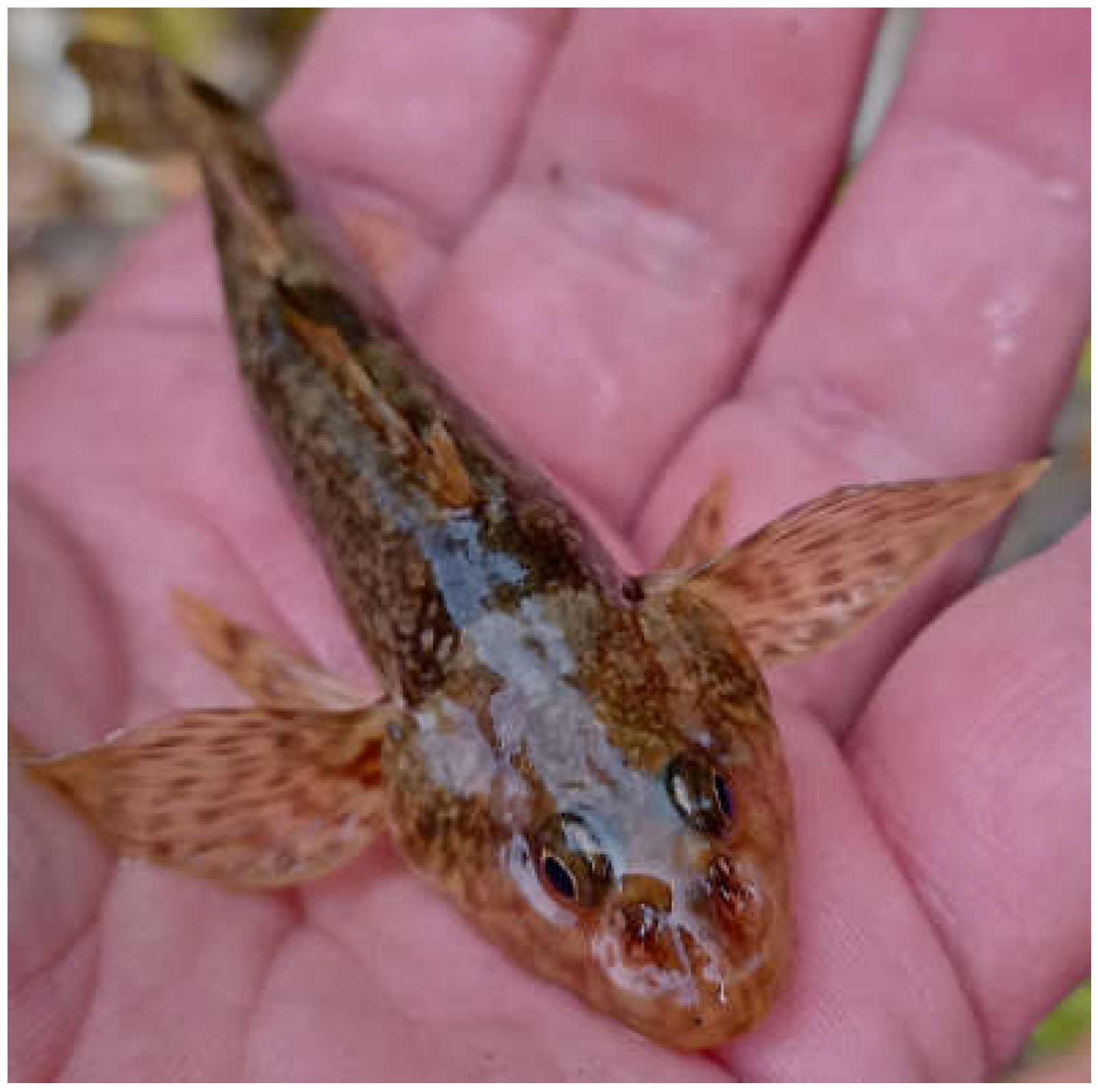 Diversity 15 00748 g002 Diversity 15 00748 g002