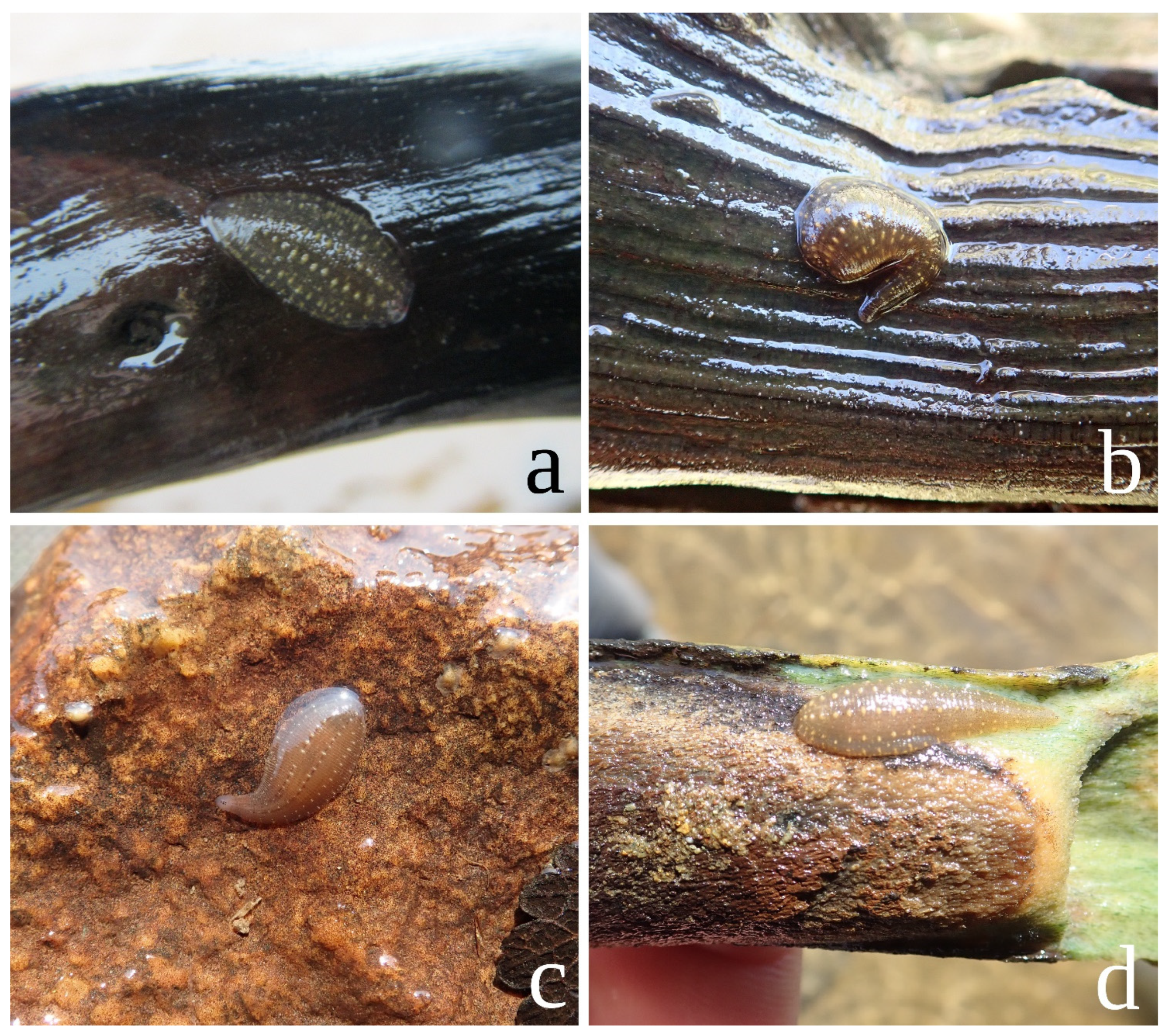 Diversity 15 00756 g006 Diversity 15 00756 g006