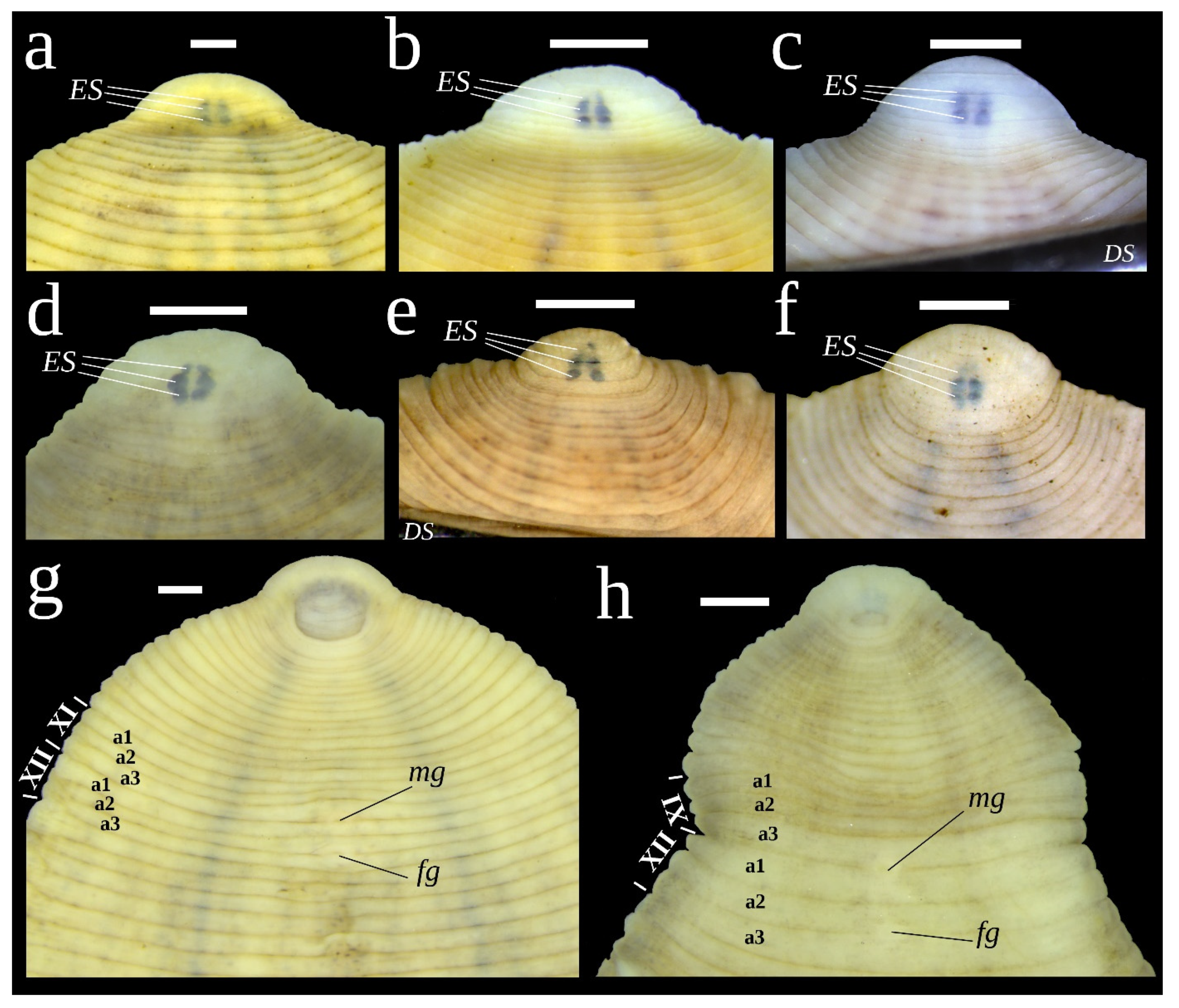 Diversity 15 00756 g007 Diversity 15 00756 g007