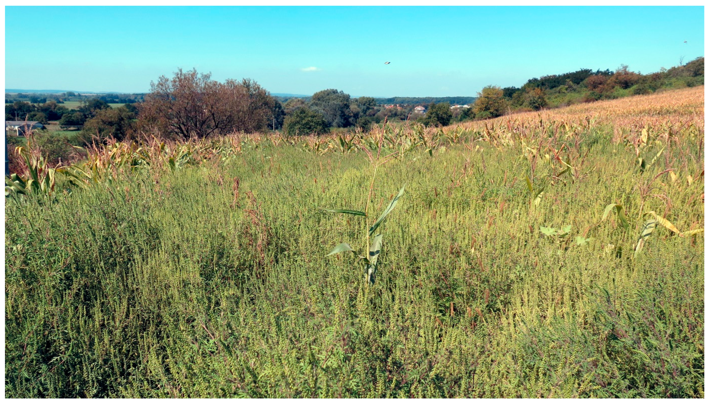 Diversity 15 00757 g004