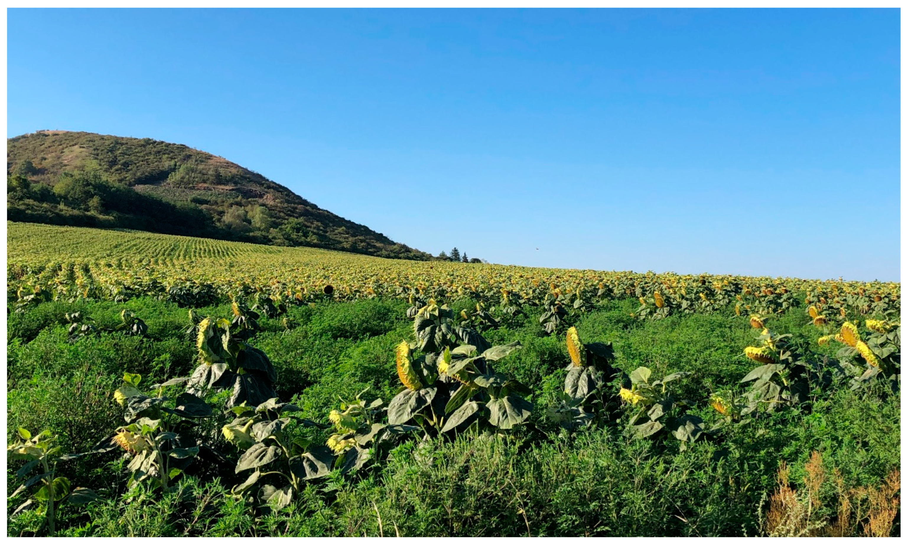 Diversity 15 00757 g007