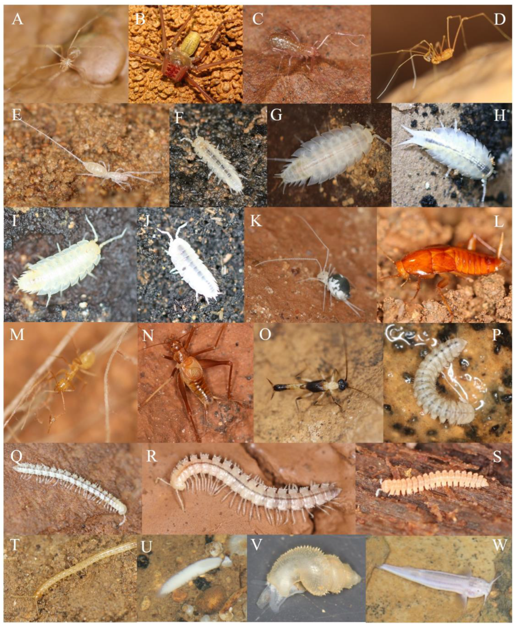 Diversity 15 00761 g003