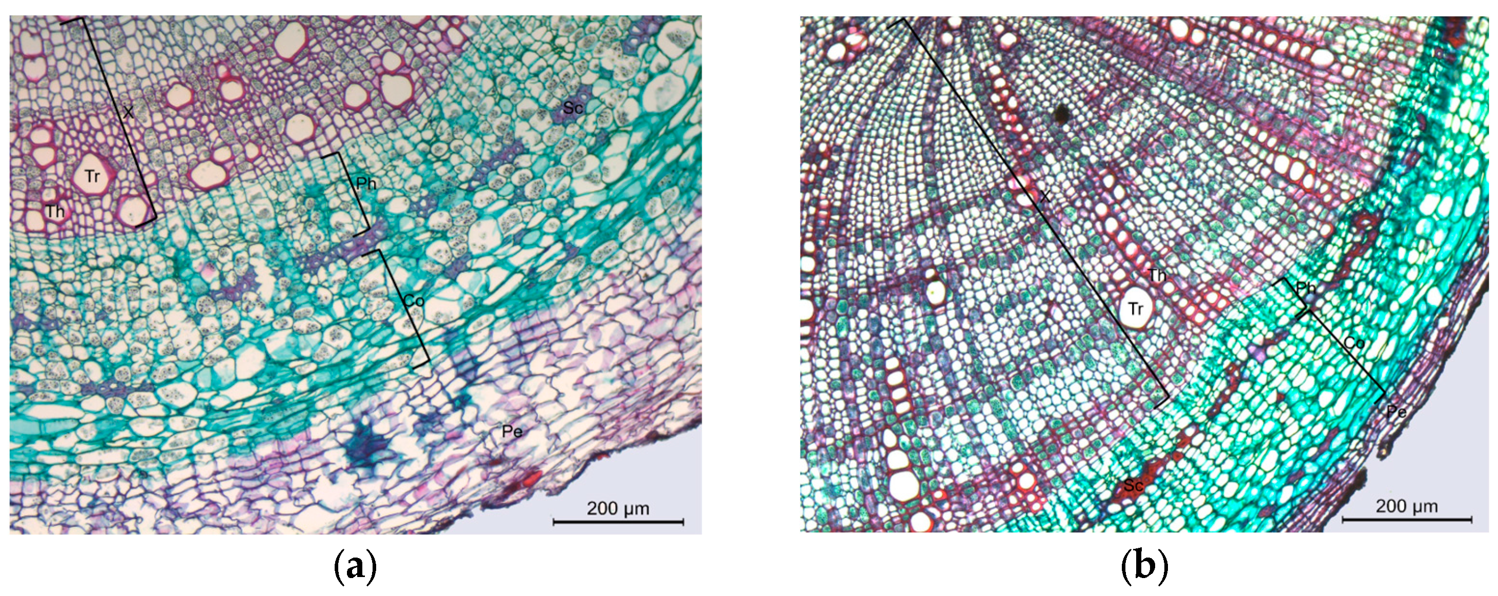 Diversity 15 00769 g006