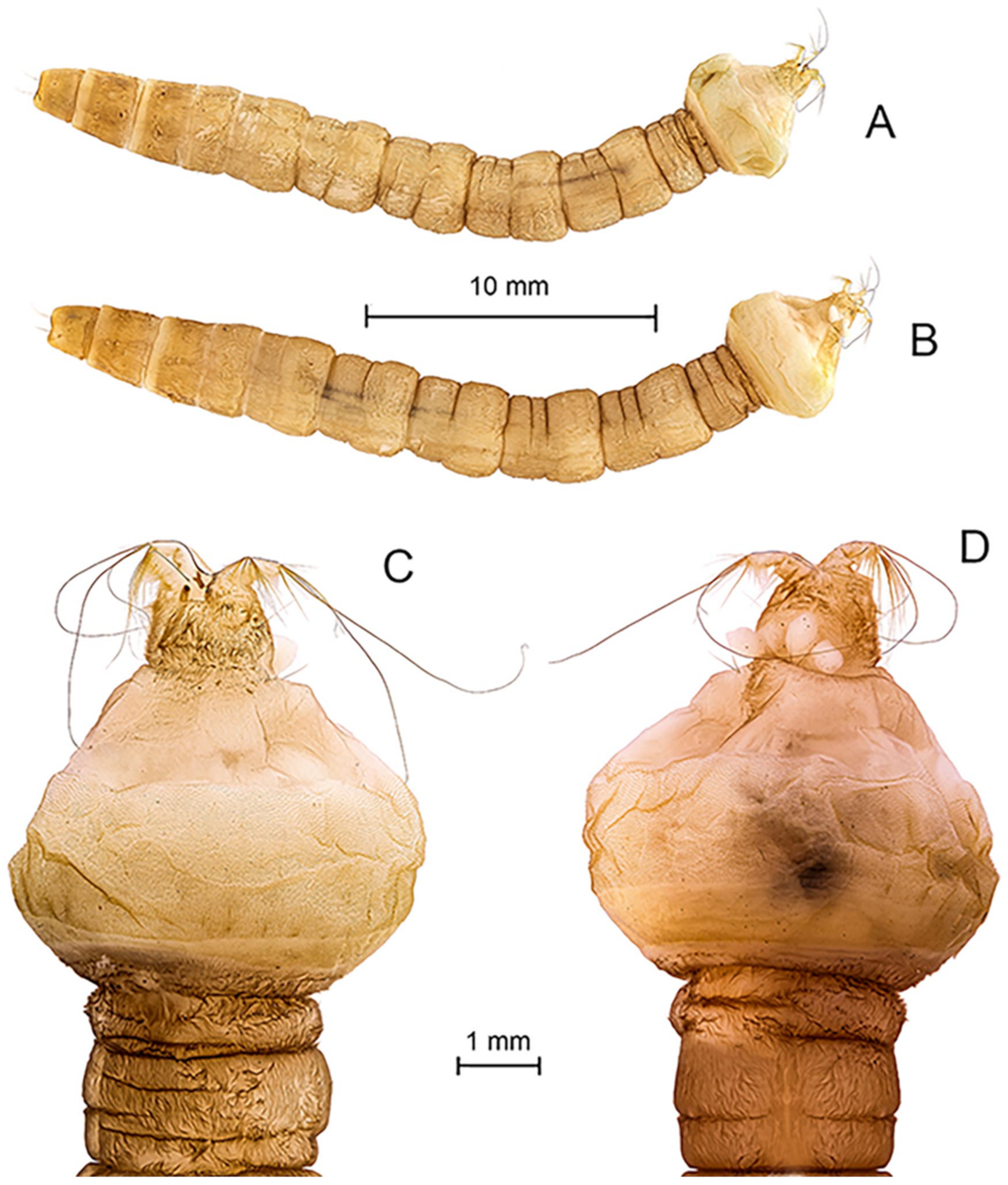 Diversity 15 00770 g002