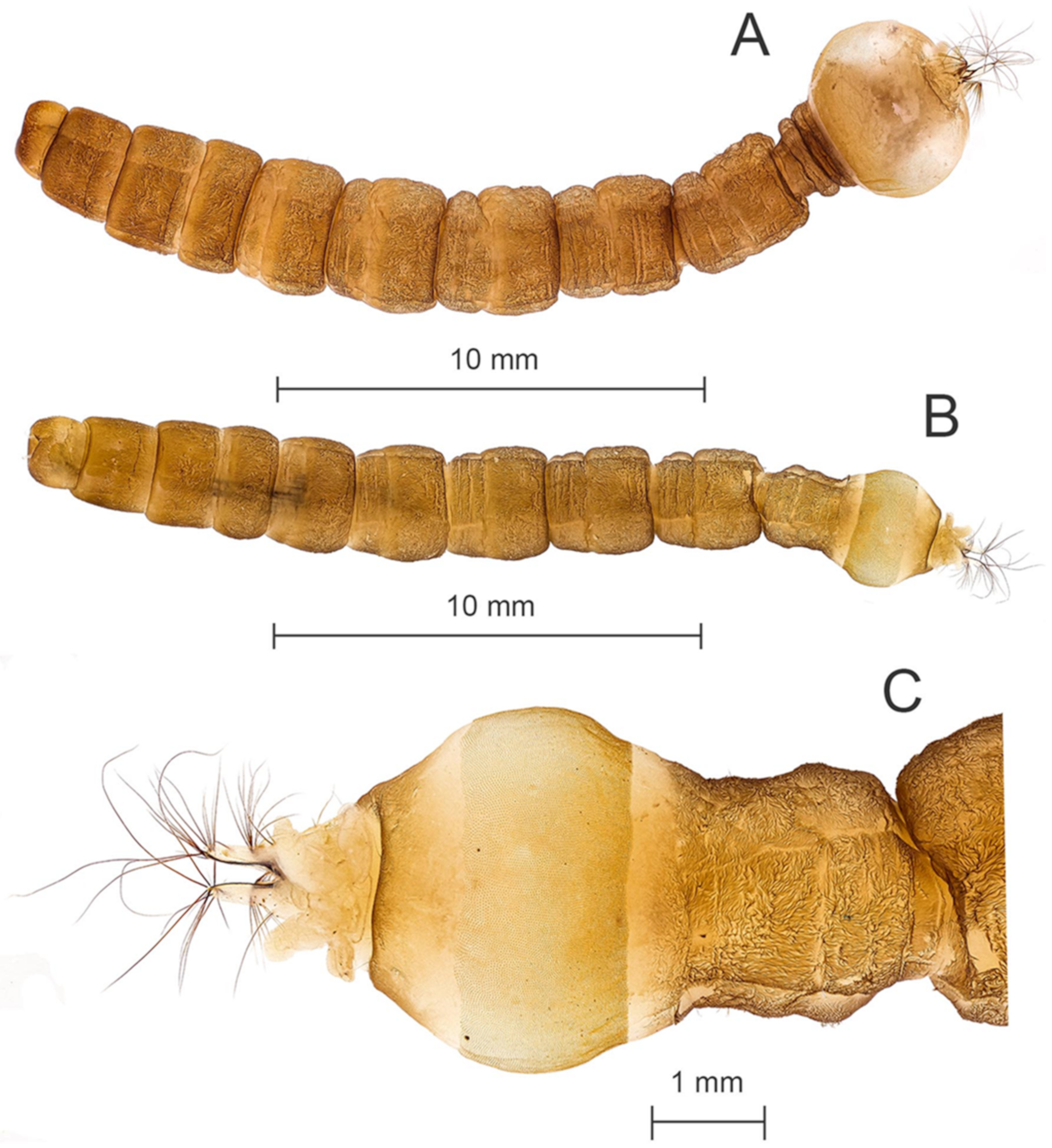 Two new larval species of Birjandtrombella (Neotrombidiidae) from