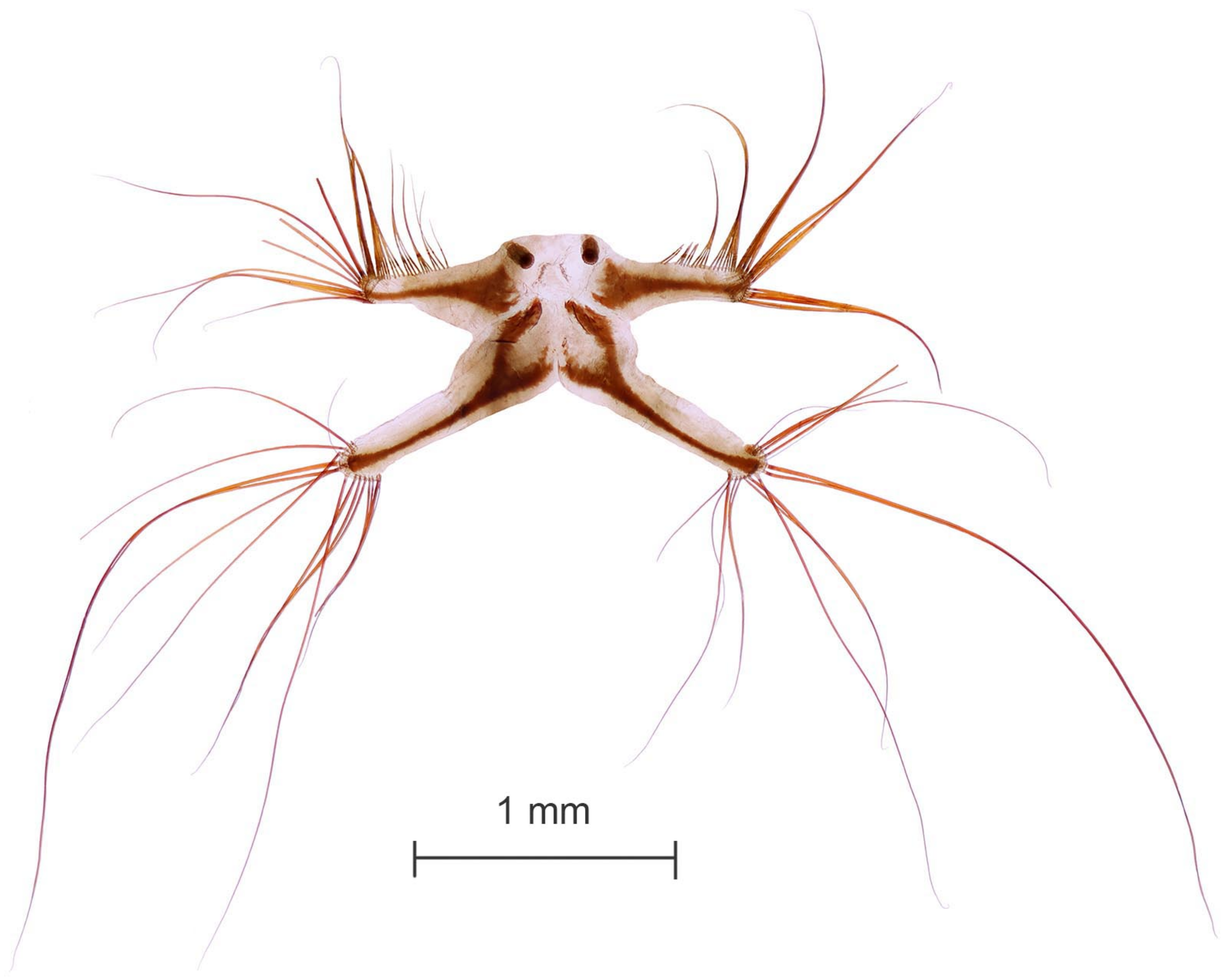 Diversity 15 00770 g008