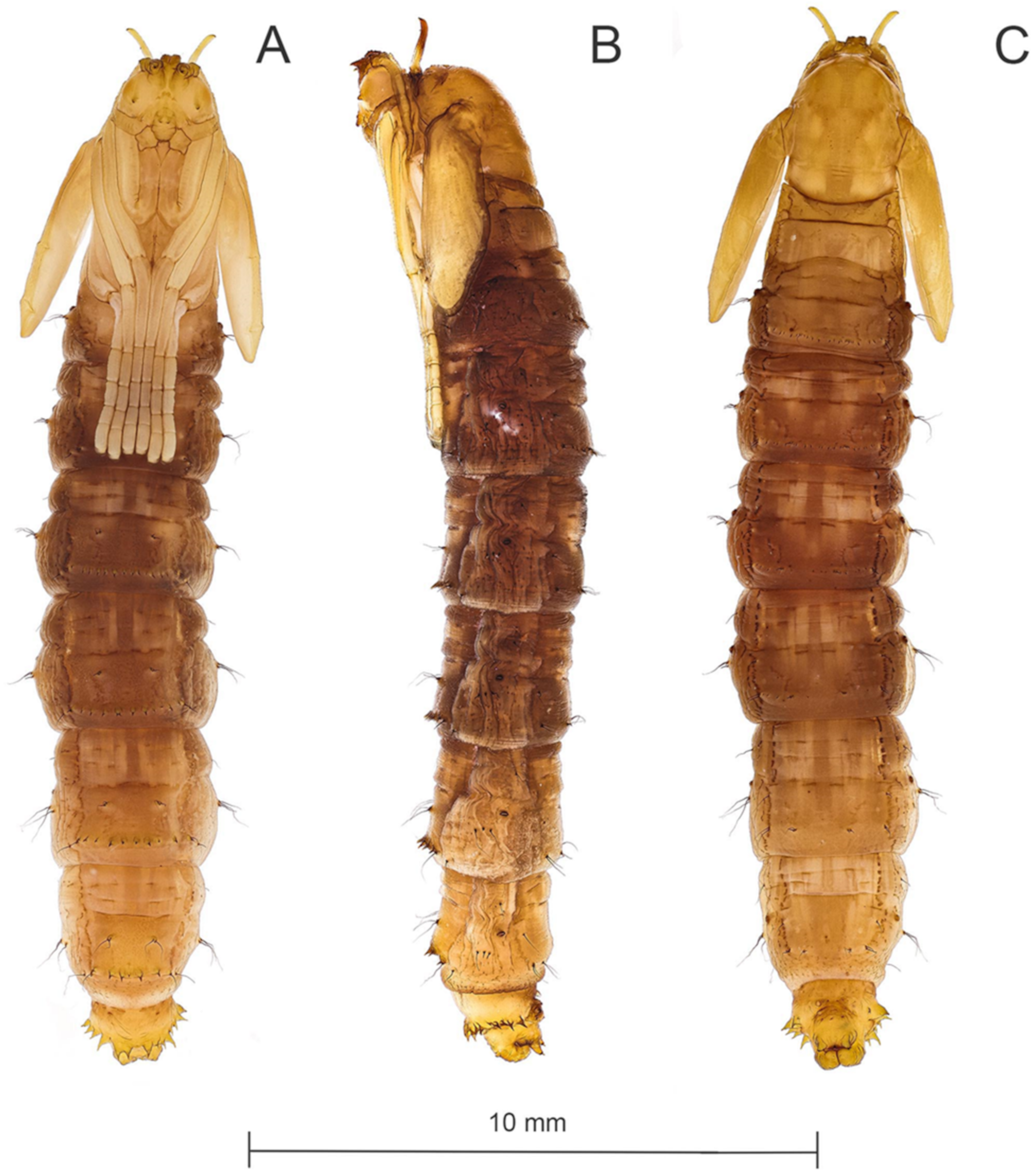 Diversity 15 00770 g009