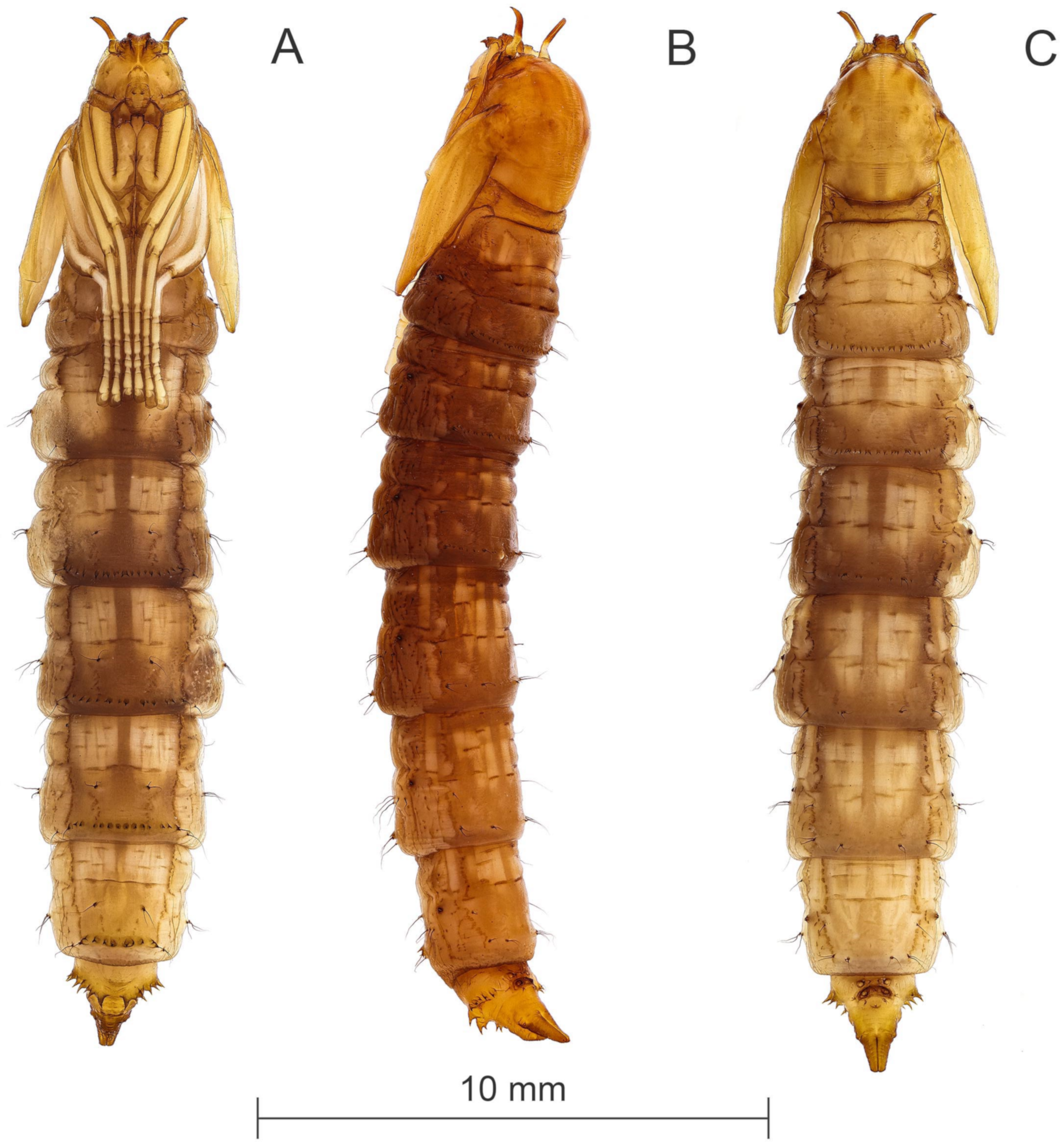 Diversity 15 00770 g010