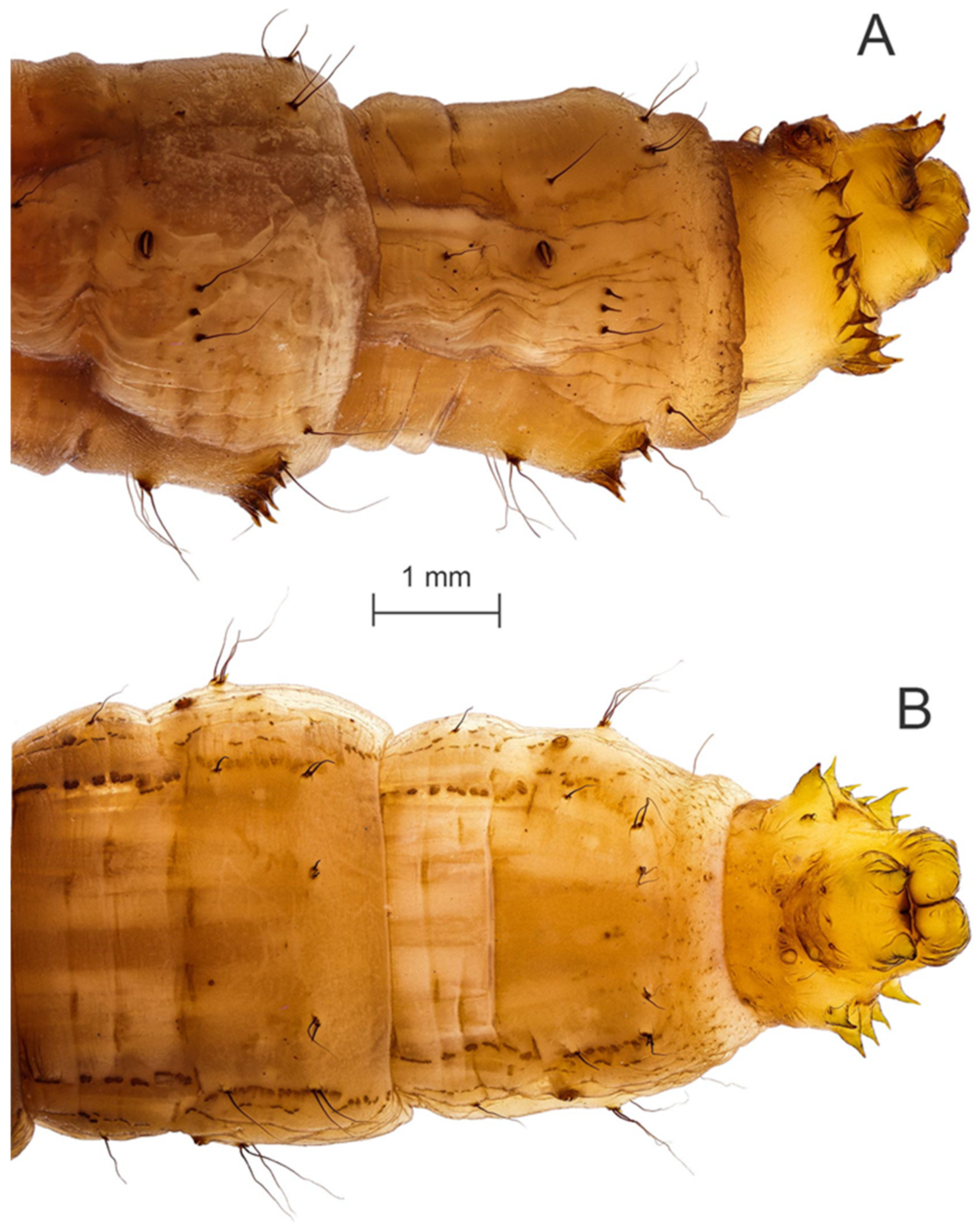 Diversity 15 00770 g012