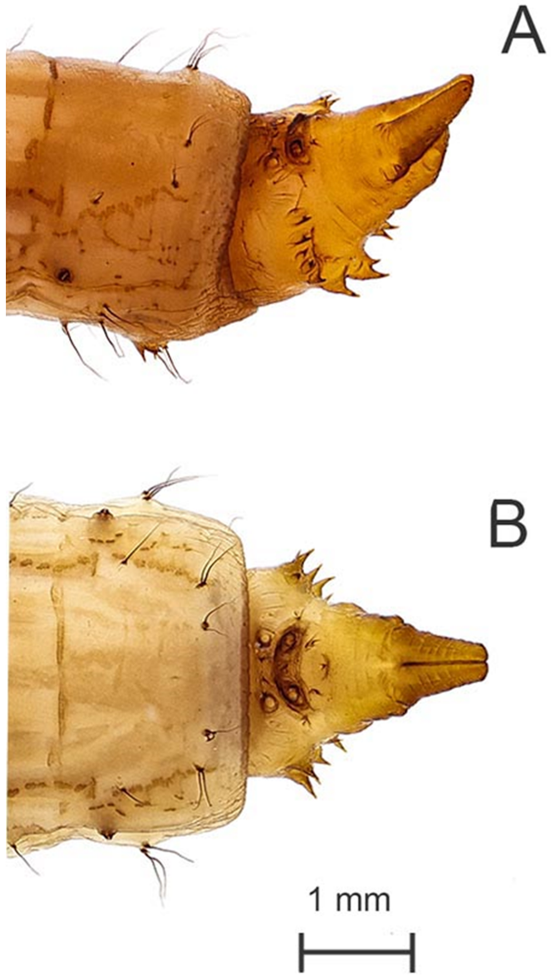 Diversity 15 00770 g013