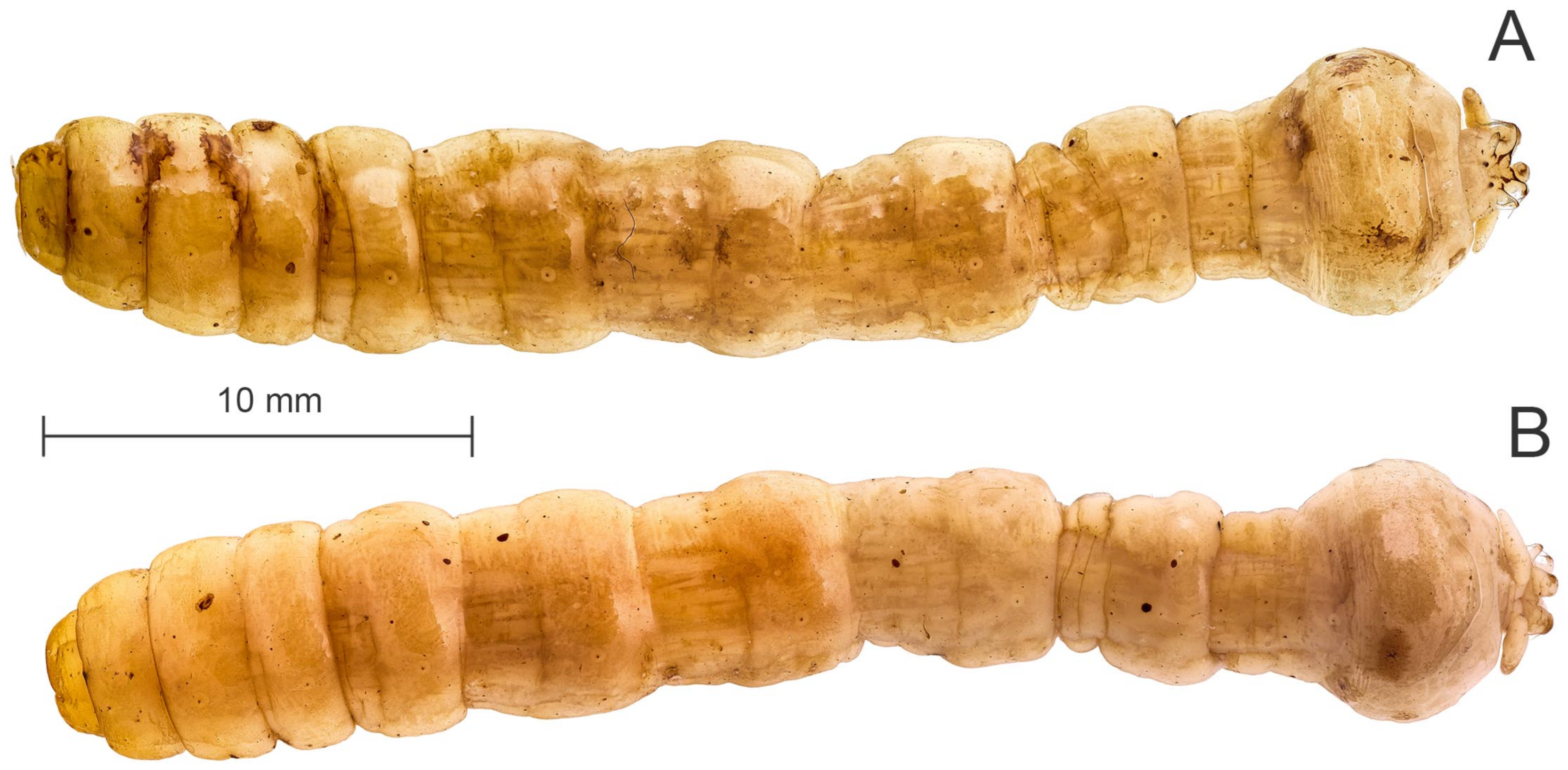 Diversity 15 00770 g014