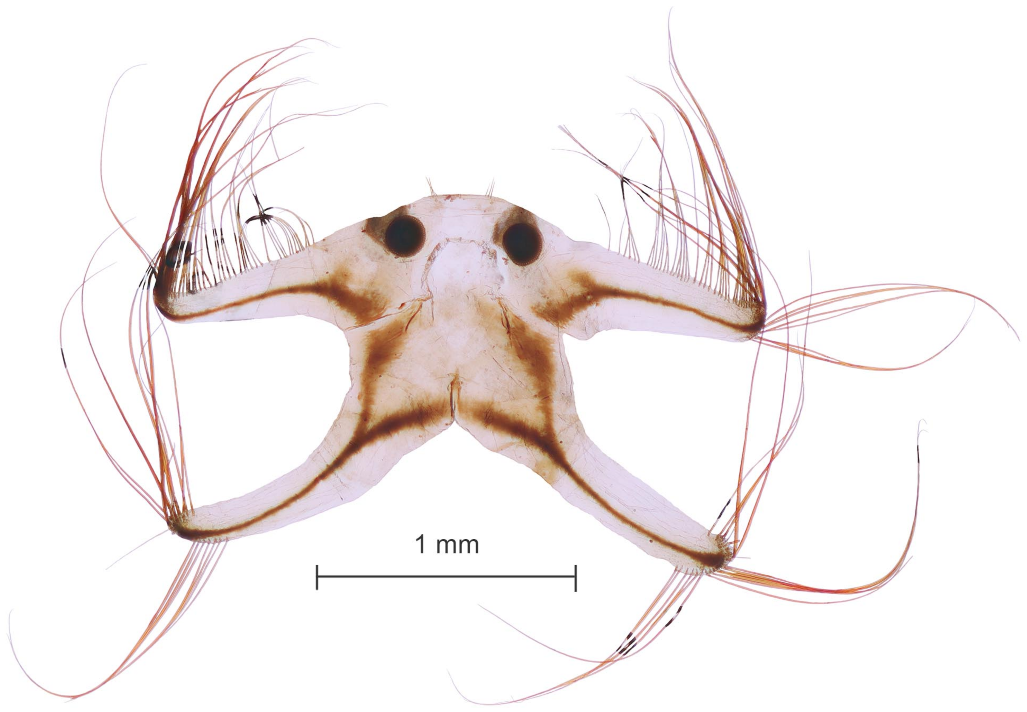 Diversity 15 00770 g016