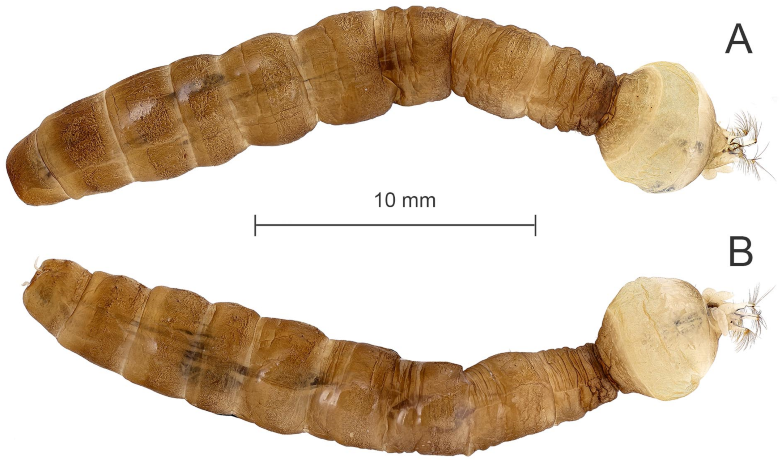 Diversity 15 00770 g017