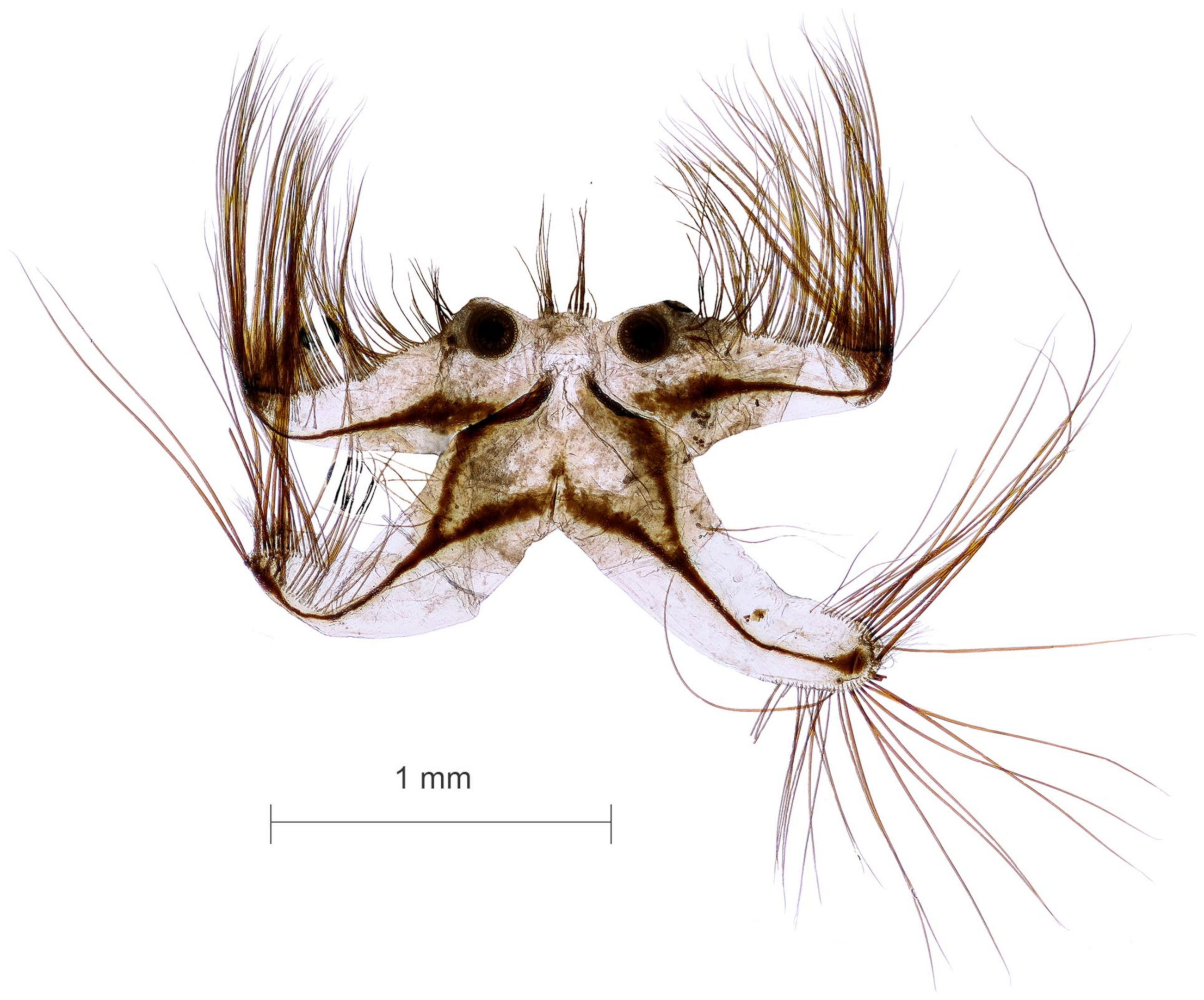 Diversity 15 00770 g019