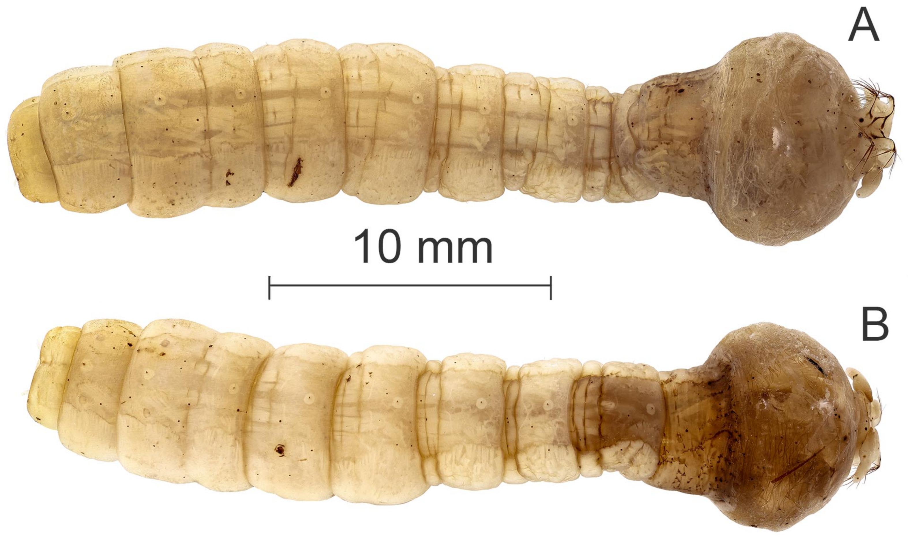 Diversity 15 00770 g020