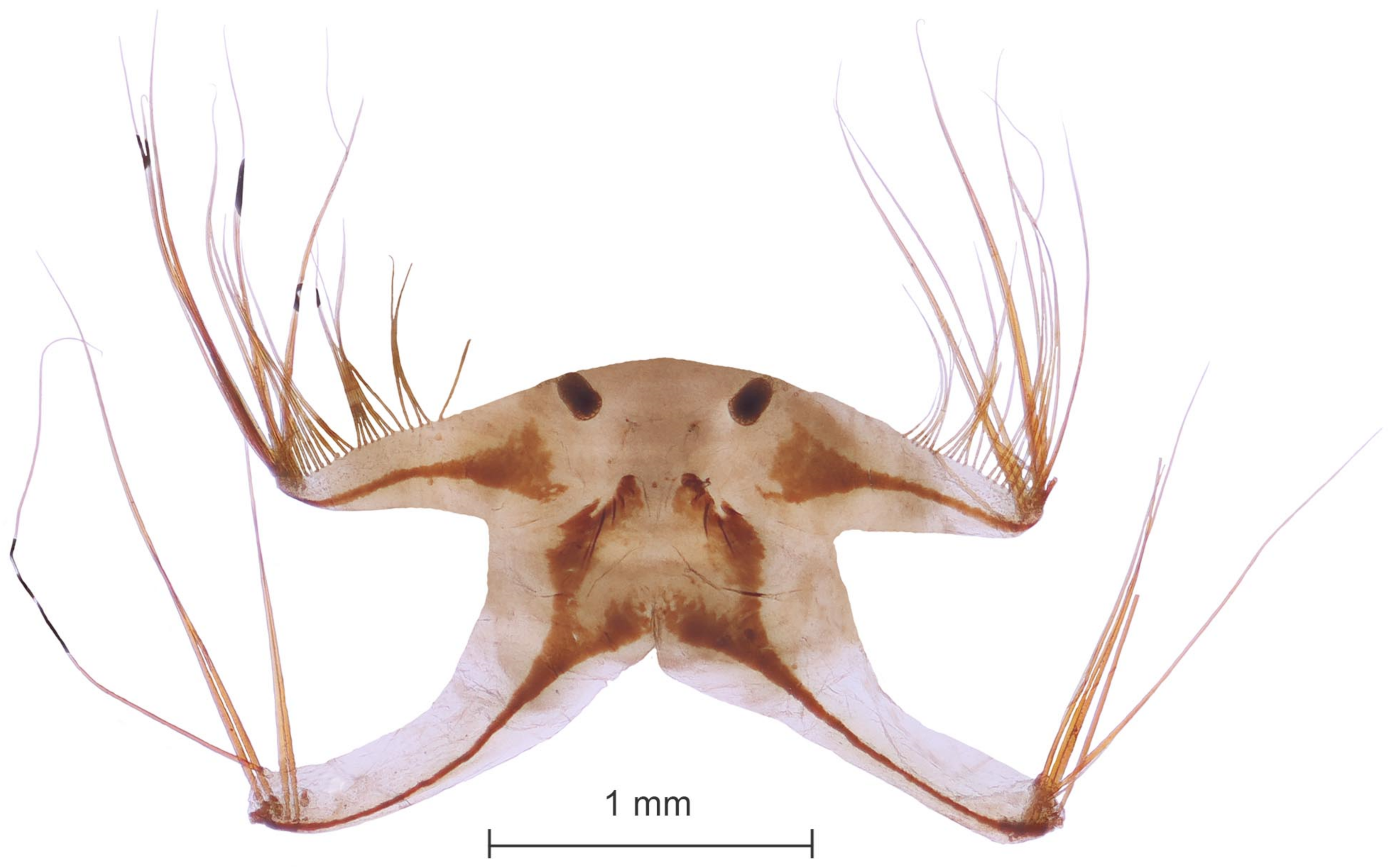 Diversity 15 00770 g022