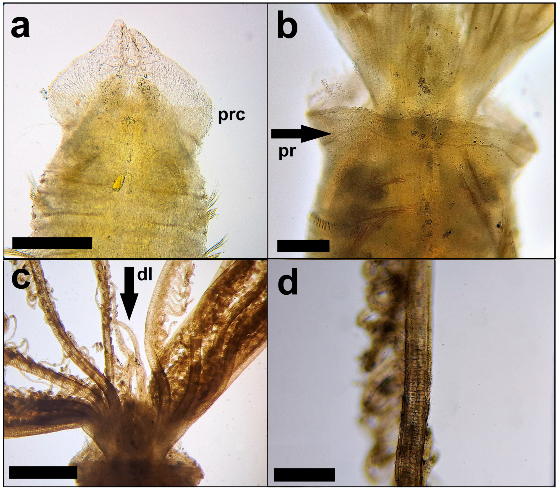 Diversity 15 00771 g002