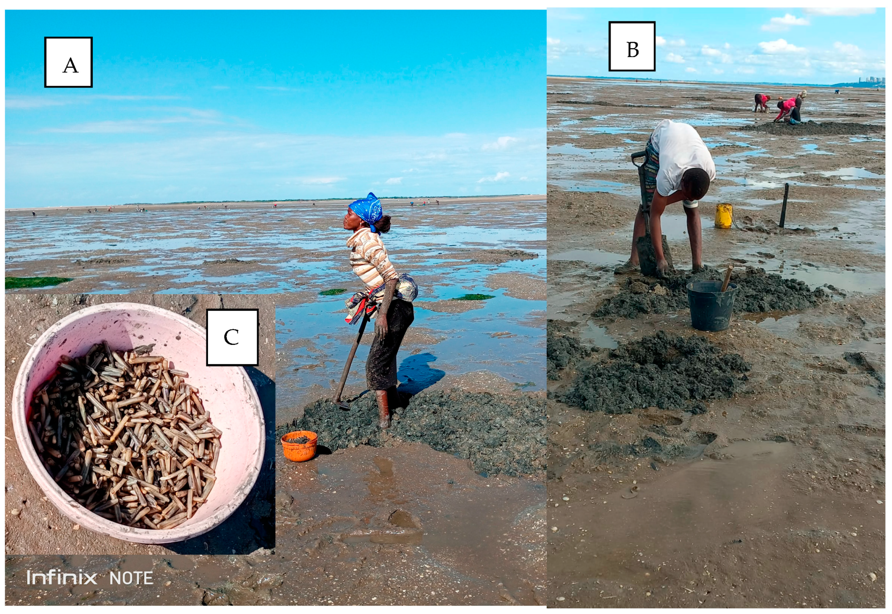 Diversity 15 00772 g005 Diversity 15 00772 g005