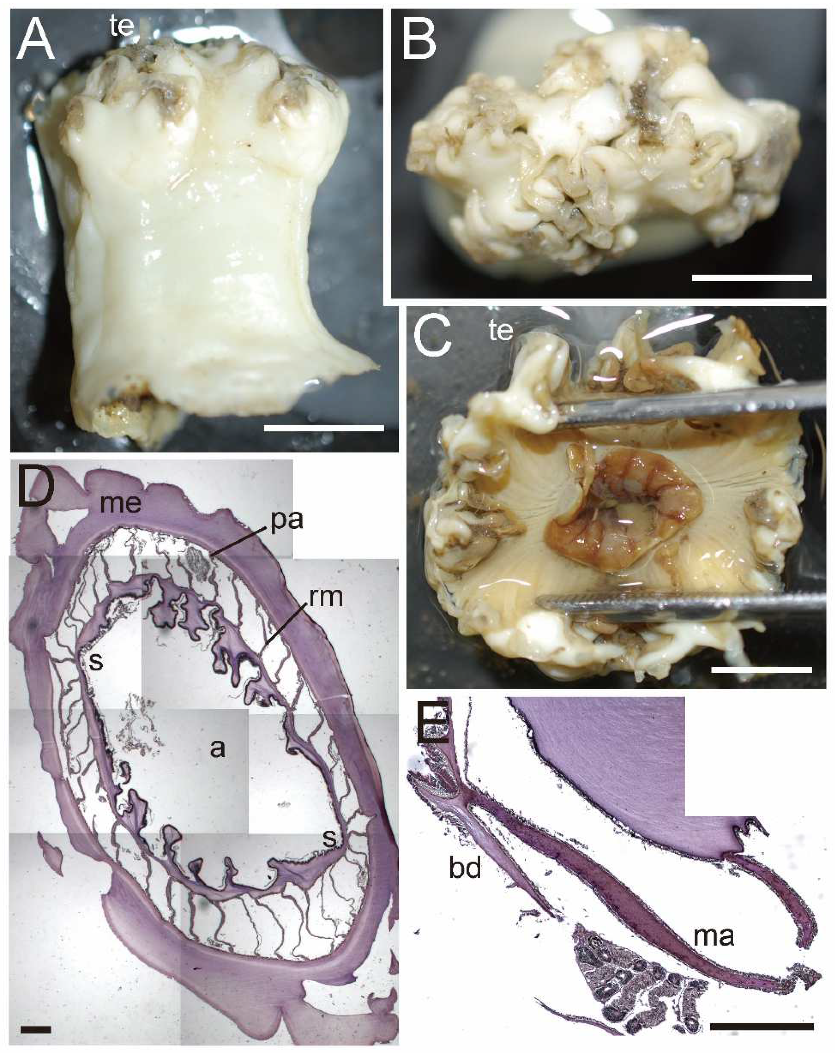 Diversity 15 00773 g005 550