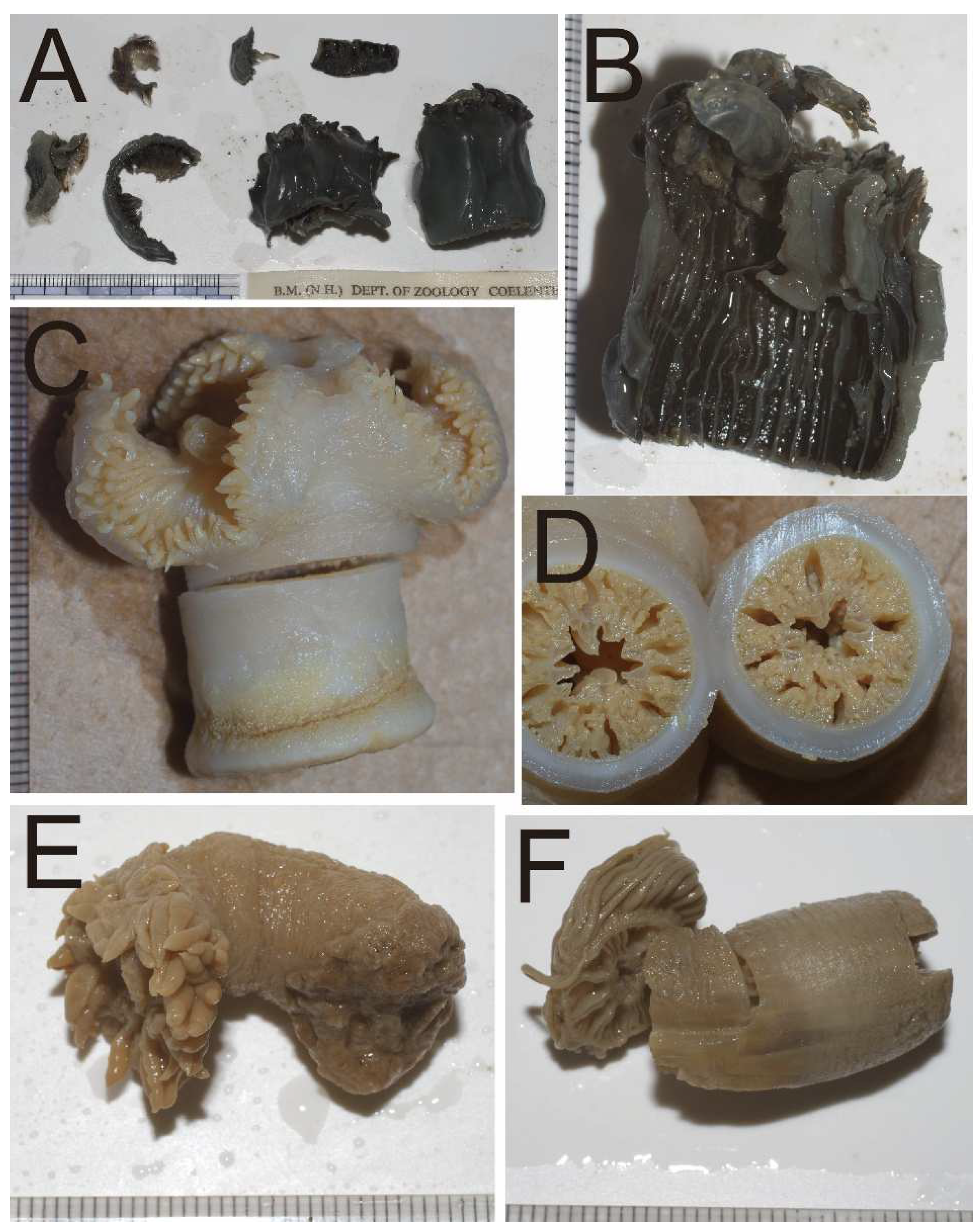 Diversity 15 00773 g007 550