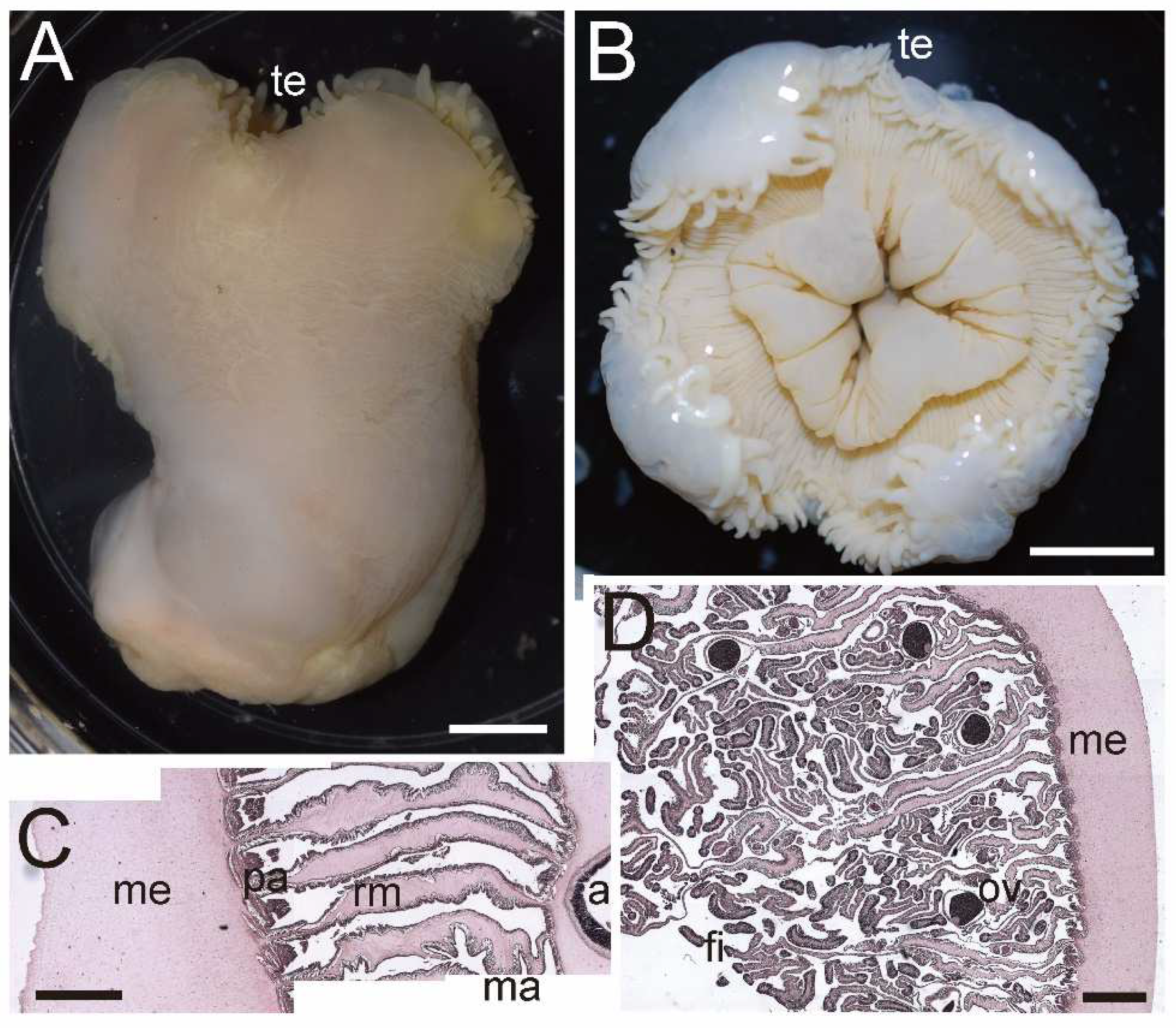 Diversity 15 00773 g008 550