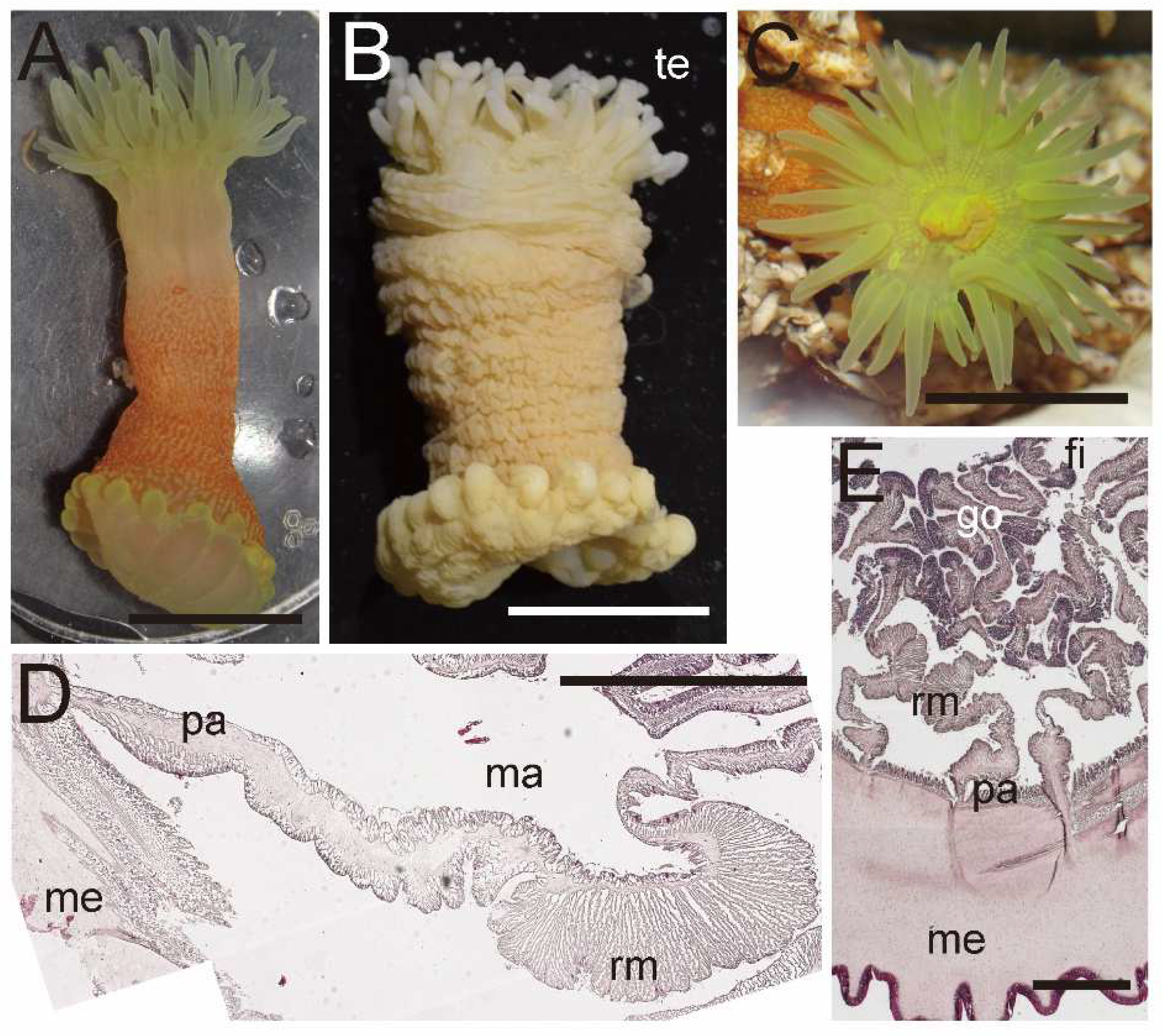 Diversity 15 00773 g009 550