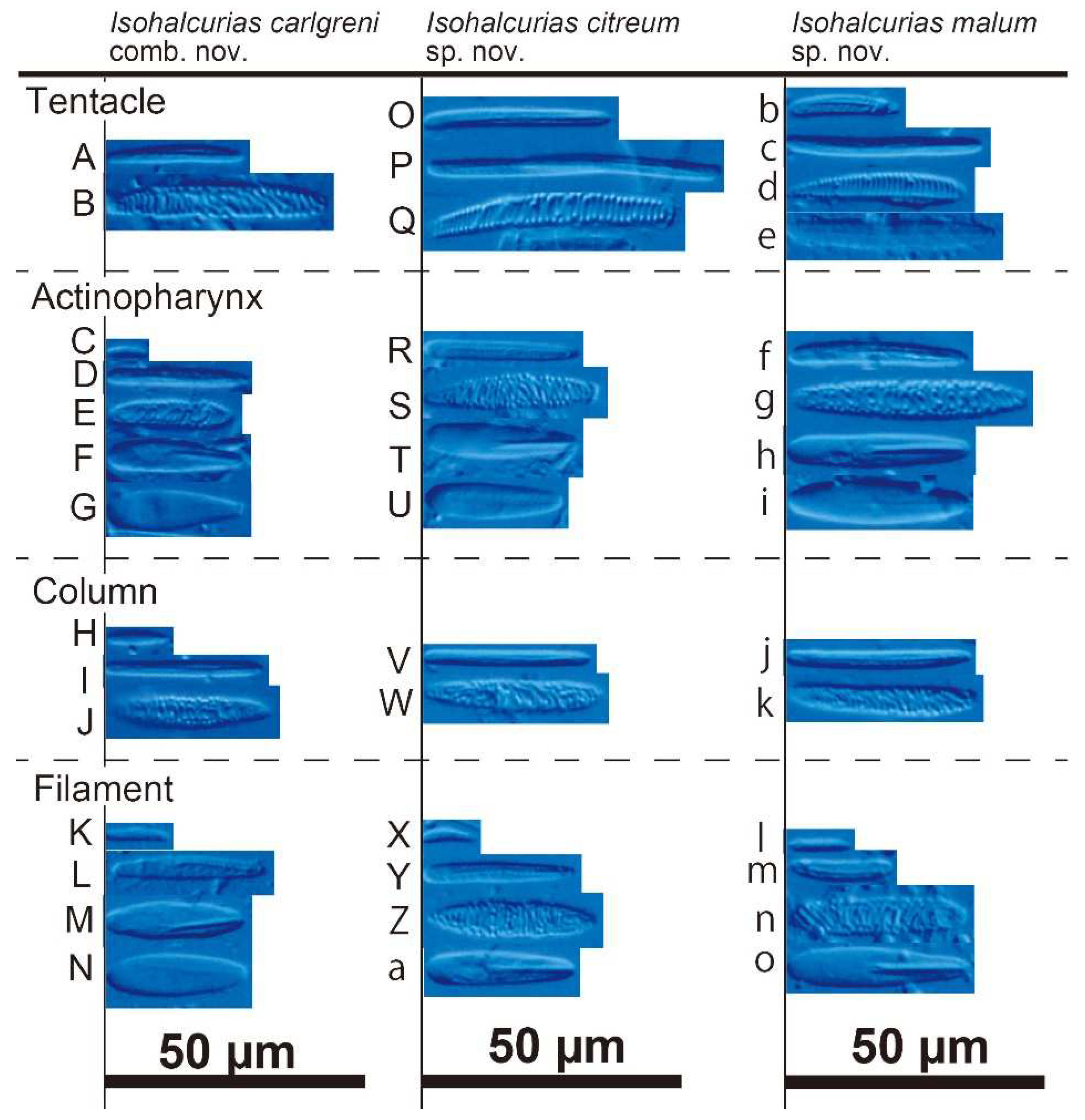 Diversity 15 00773 g013 550